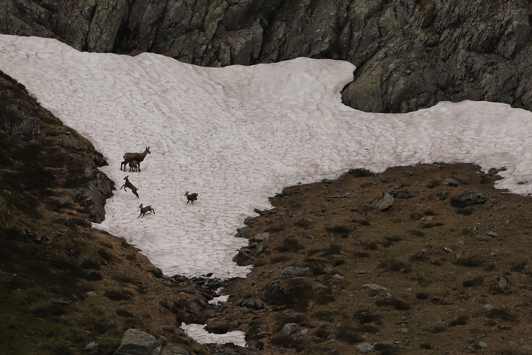 kamzík vrchovský balkánsky (Rupicapra rupicapra balcanica), Fagaraš, Rumunsko (6)1