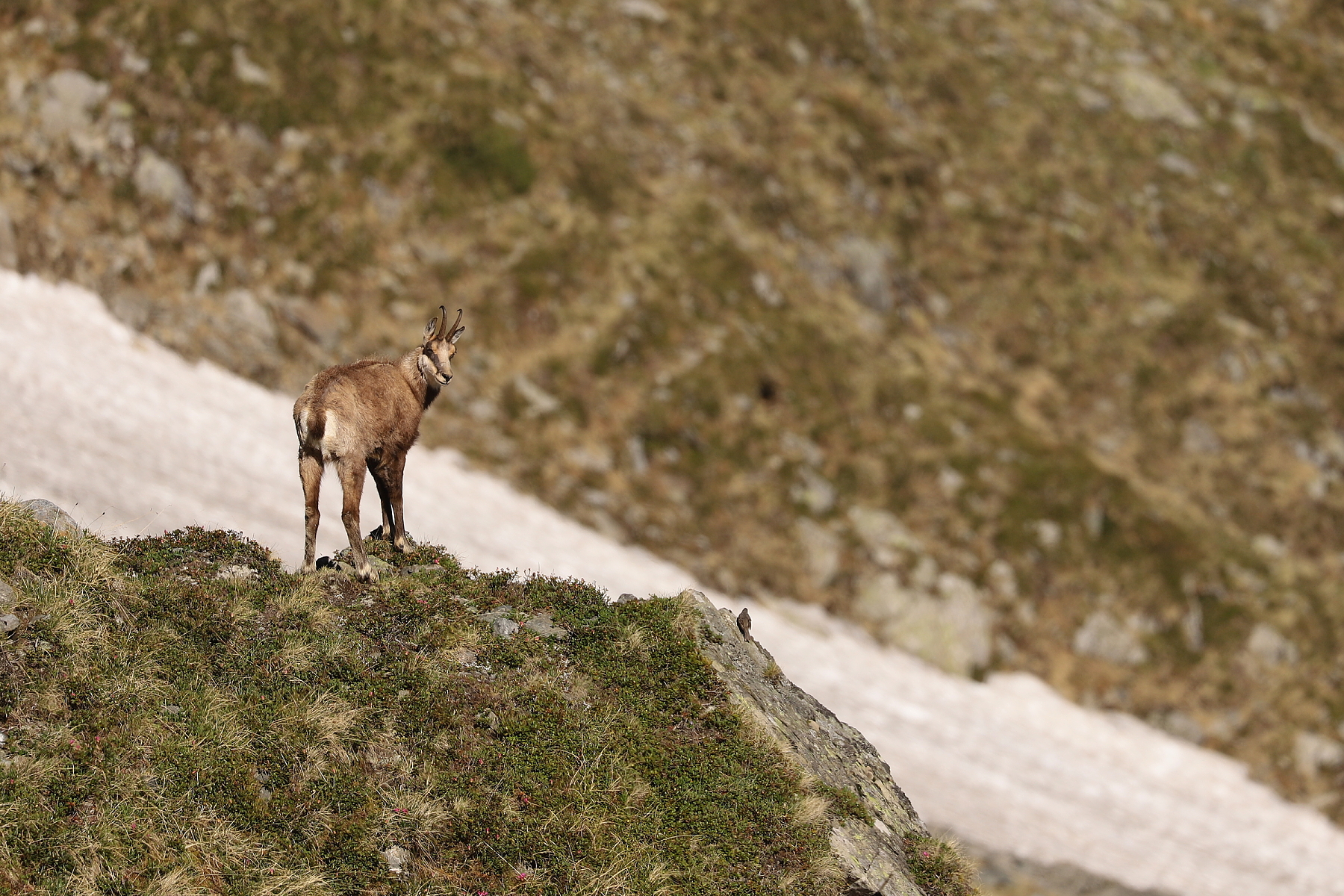 kamzík vrchovský balkánsky (Rupicapra rupicapra balcanica), Fagaraš, Rumunsko (7)