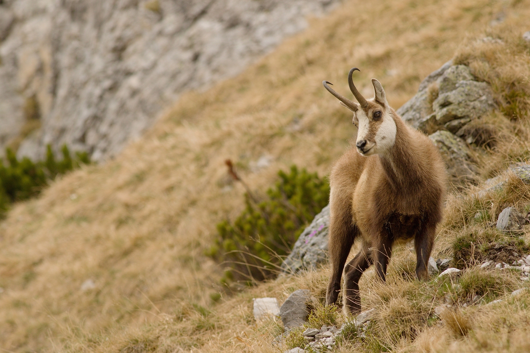 kamzík vrchovský tatranský (Rupicapra rupicapra tatrica), Belianske Tatry, Slovensko (2)