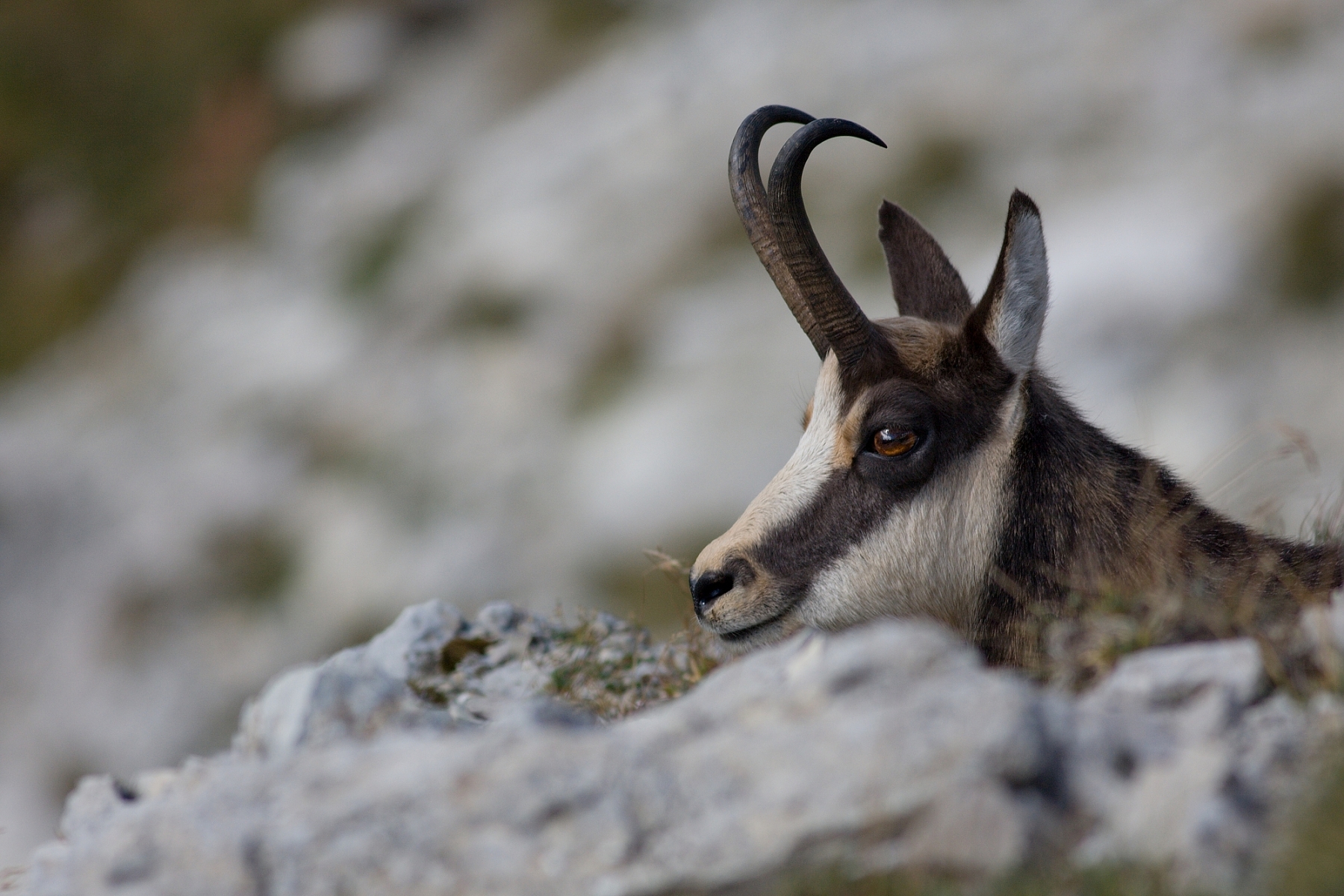 kamzík vrchovský tatranský (Rupicapra rupicapra tatrica), Belianske Tatry, Slovensko (4)
