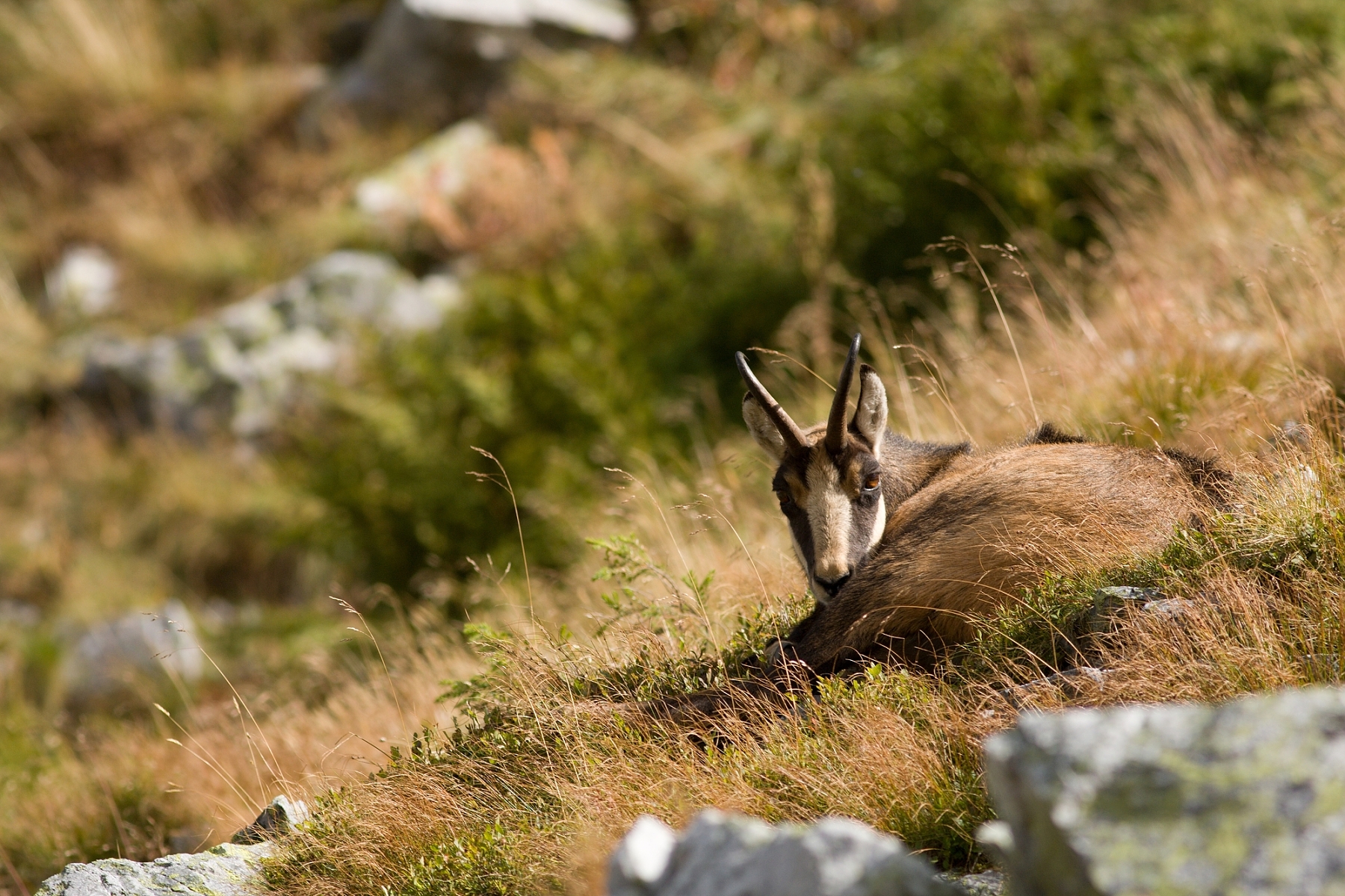 kamzík vrchovský tatranský (Rupicapra rupicapra tatrica), Belianske Tatry, Slovensko (5)