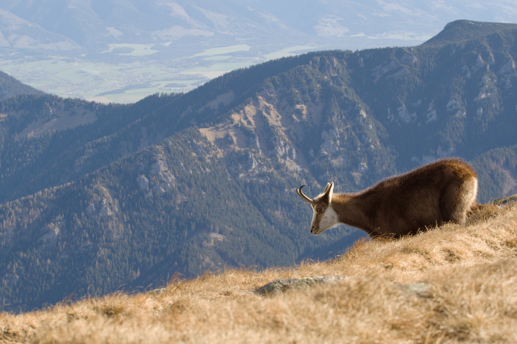 kamzík vrchovský tatranský (Rupicapra rupicapra tatrica), Nízke Tatry, Slovensko (1)