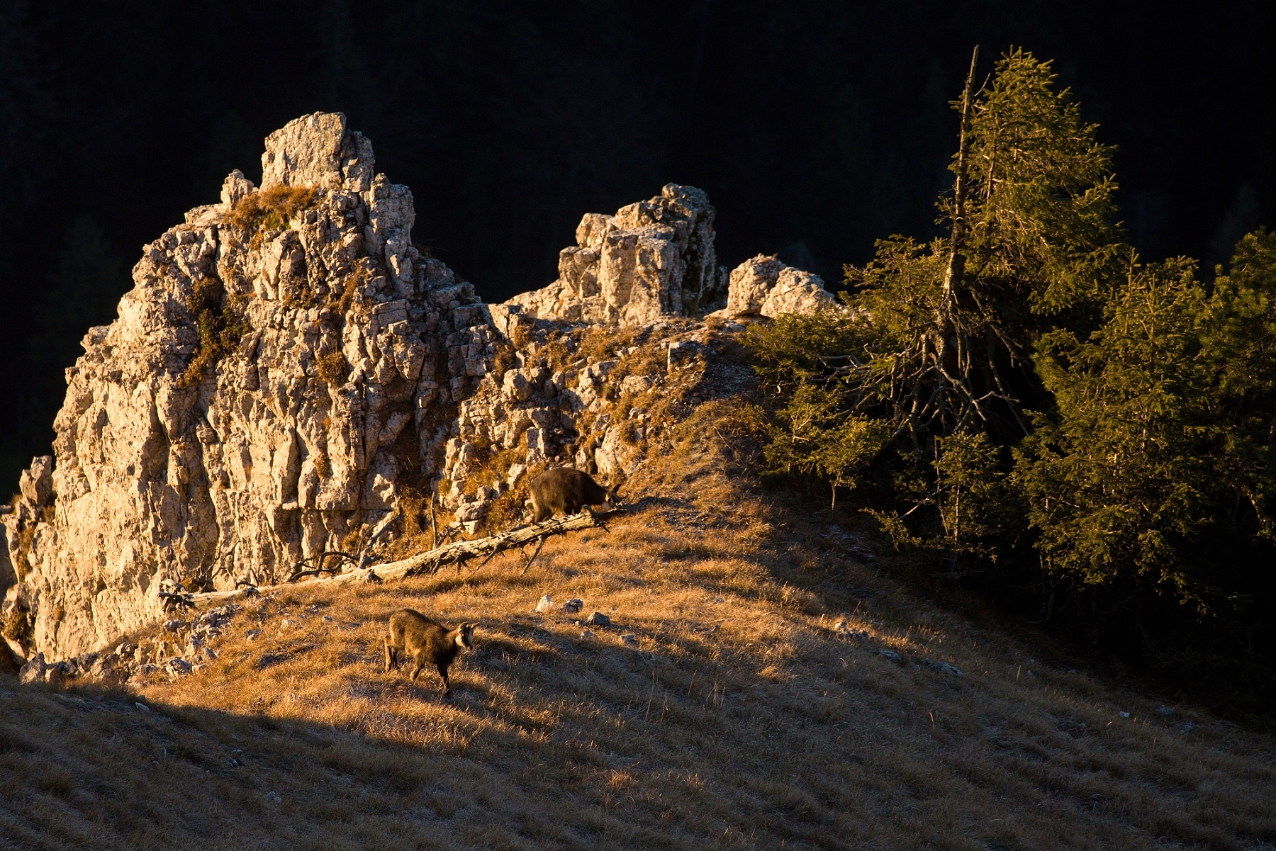 kamzík vrchovská alpský (Rupicapra rupicapra tatrica), Veľká Fatra, Slovensko (3)