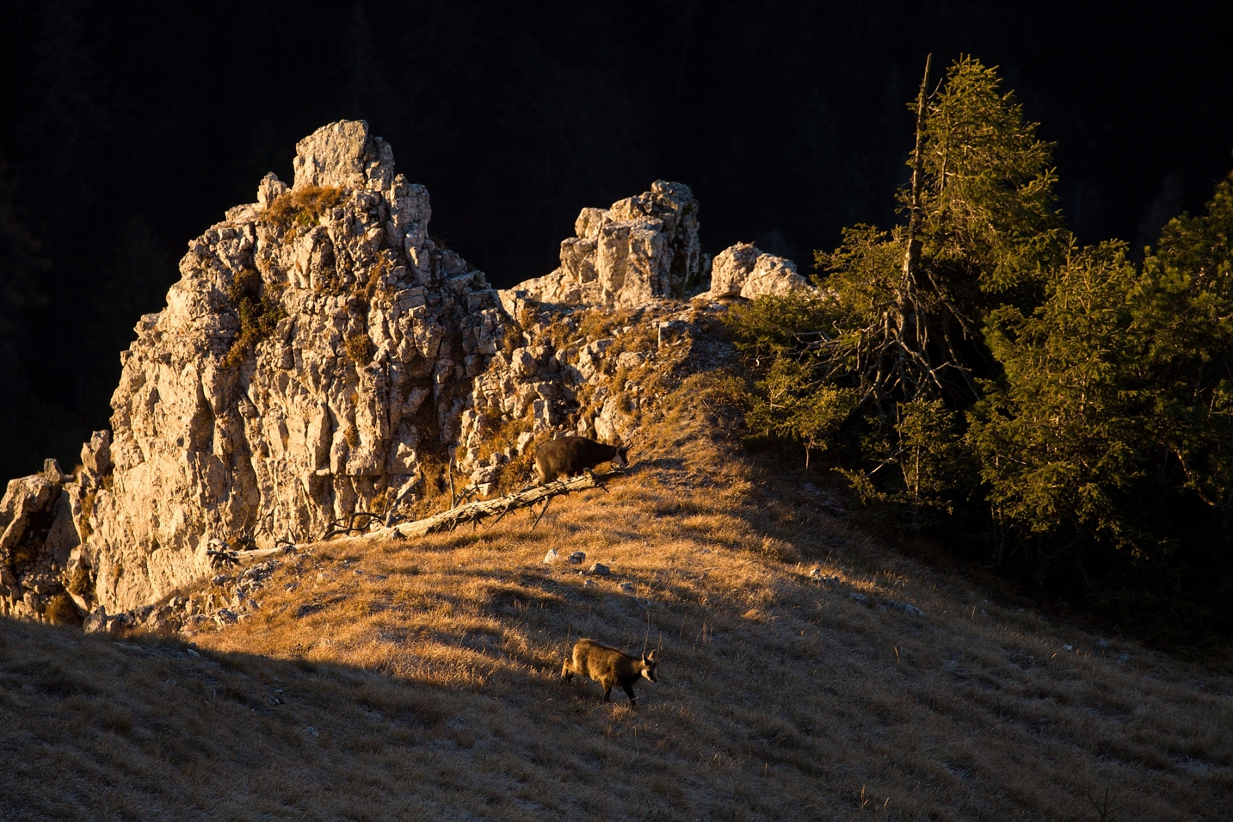 kamzík vrchovská alpský (Rupicapra rupicapra tatrica), Veľká Fatra, Slovensko (4)