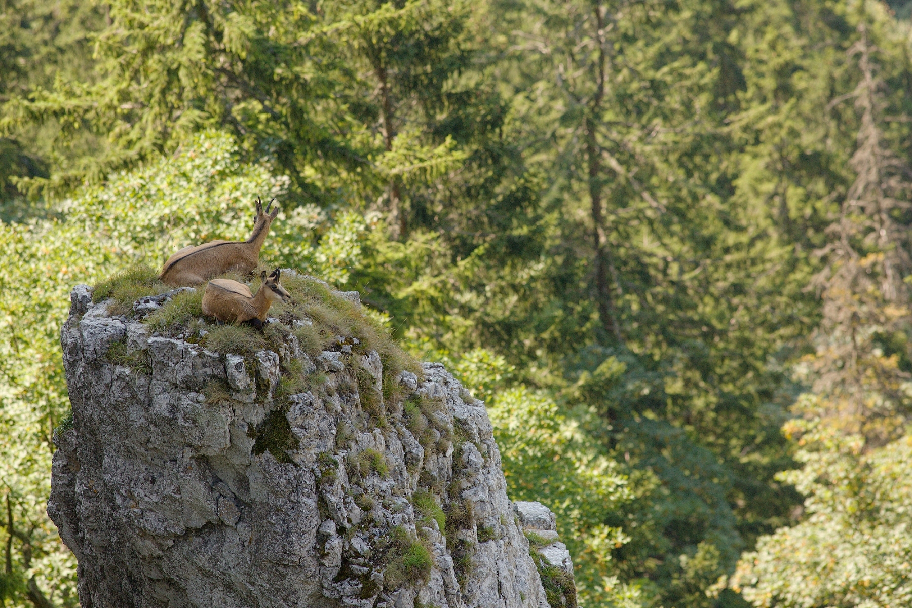 kamzík vrchovská alpský (Rupicapra rupicapra tatrica), Veľká Fatra, Slovensko (7)