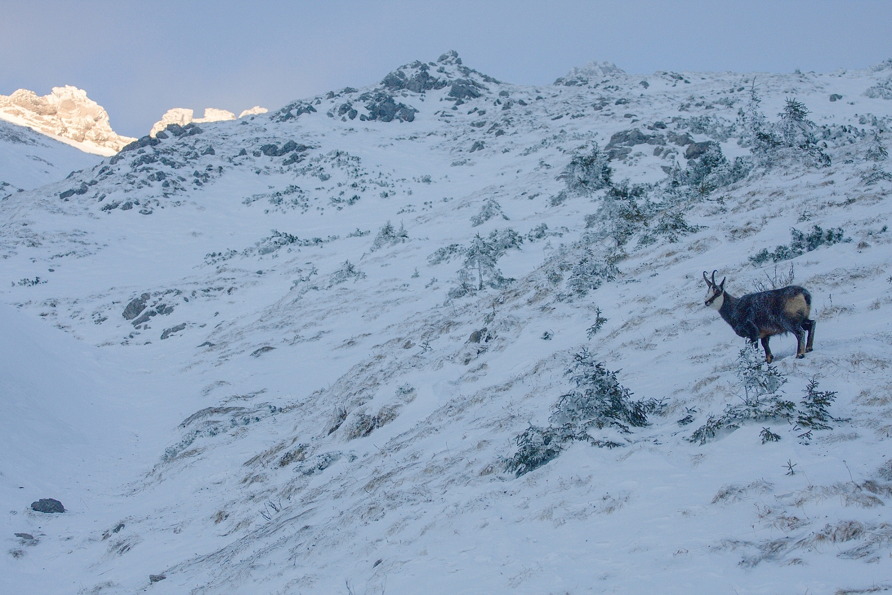 kamzík vrchovská tatranský (Rupicapra rupicapra tatrica), Belianske Tatry, Slovensko (1)