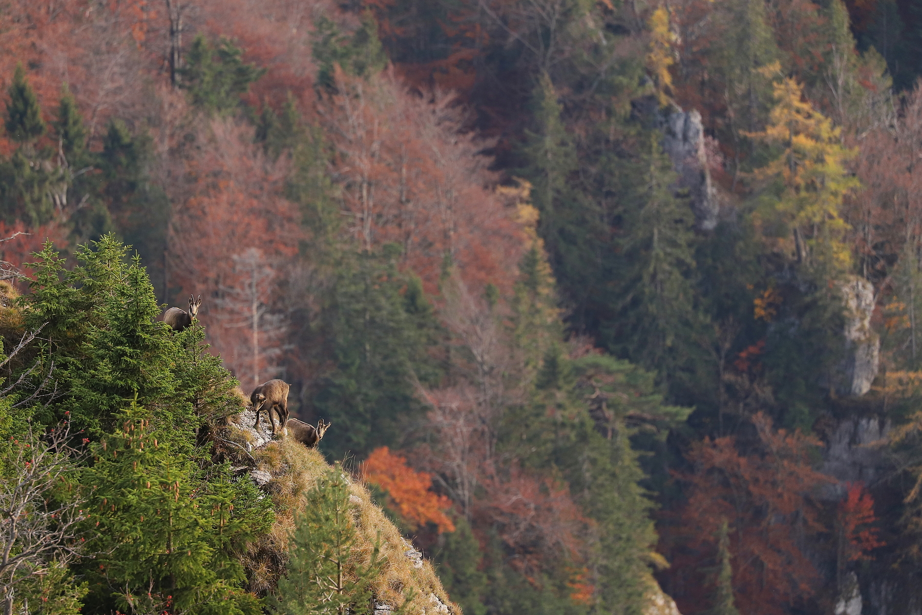 kamzík vrchovský alpský (Rupicapra rupicapra rupicapra), Veľká Fatra, Slovensko (5)