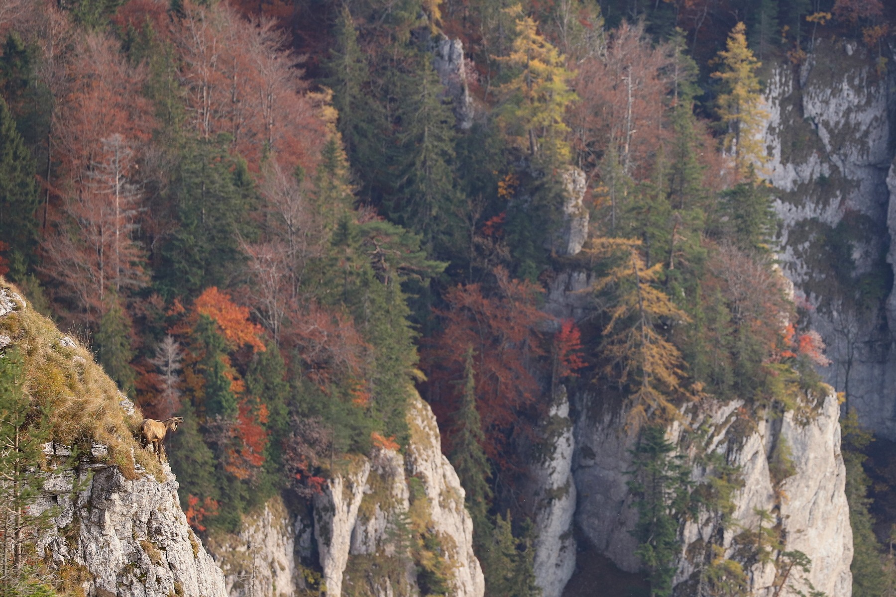 kamzík vrchovský alpský (Rupicapra rupicapra rupicapra), Veľká Fatra, Slovensko (7)