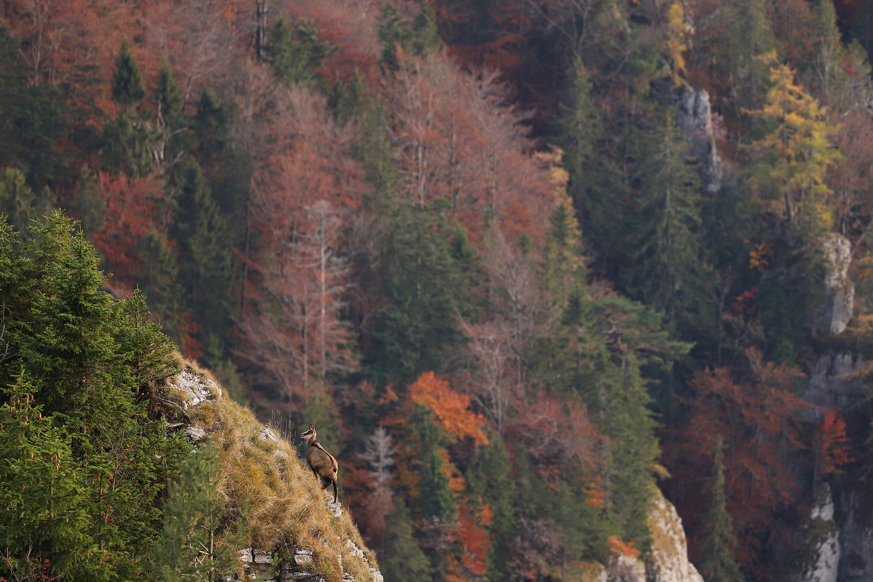 kamzík vrchovský alpský (Rupicapra rupicapra rupicapra), Veľká Fatra, Slovensko (8)