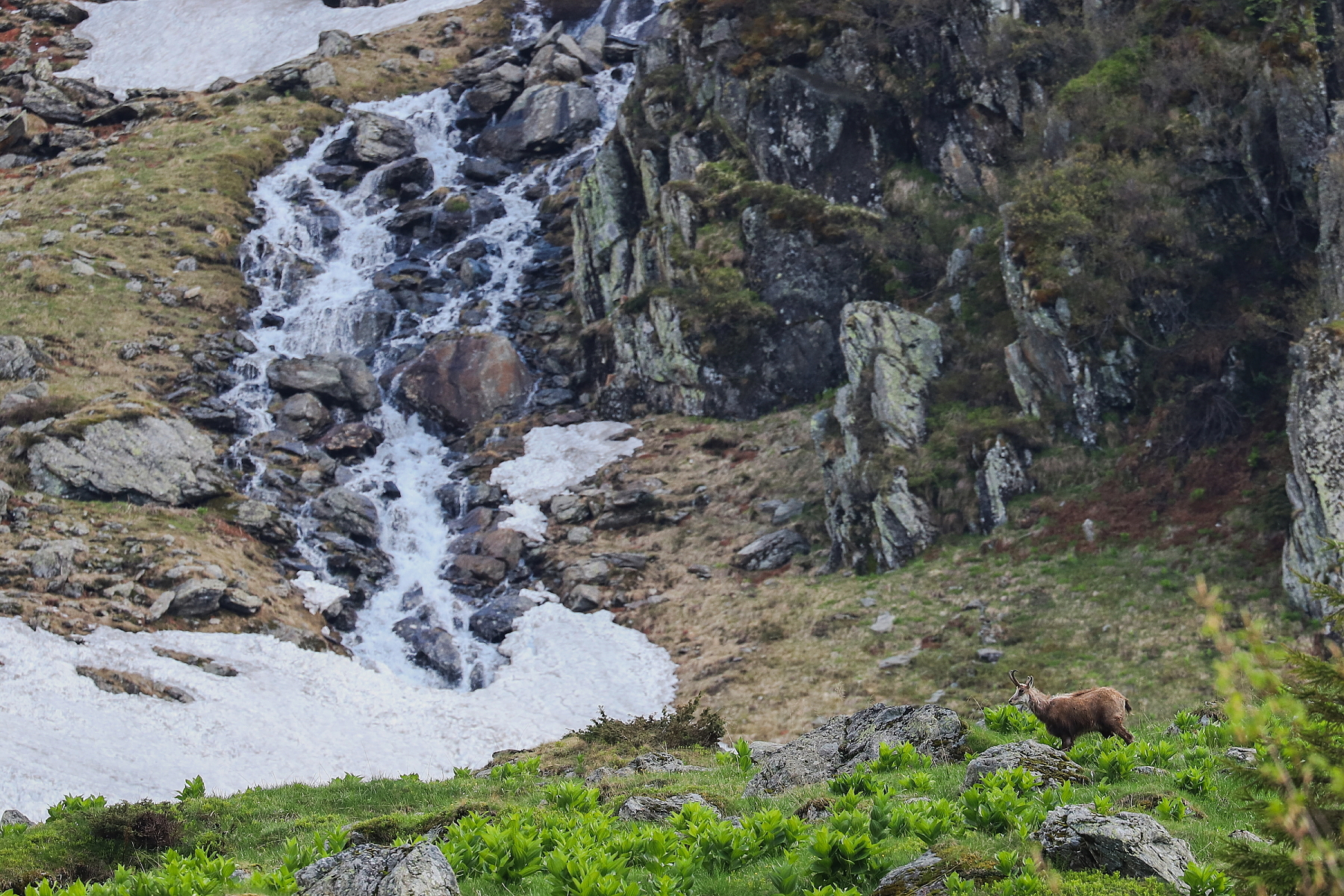 kamzík vrchovský balkánsky (Rupicapra rupicapra balcanica), Fagaraš, Rumunsko (5)
