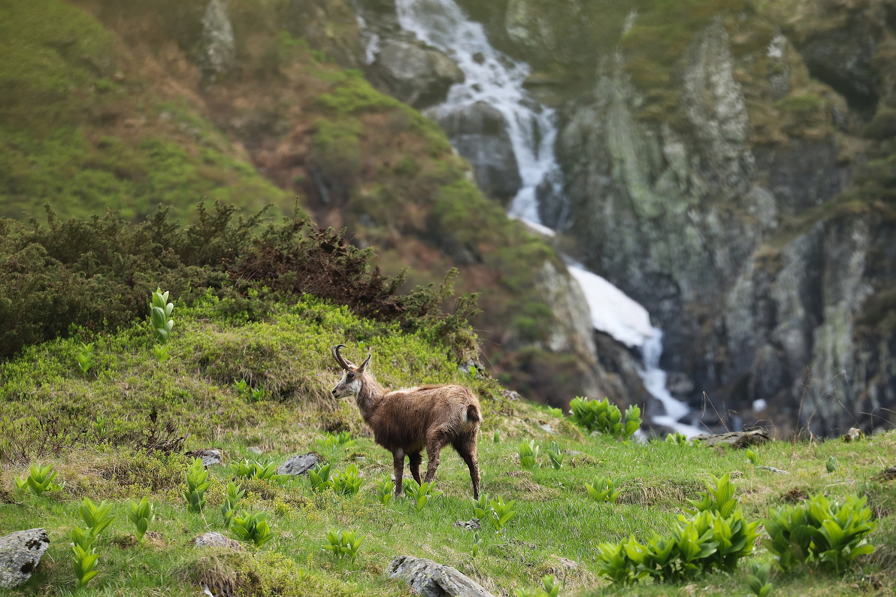 kamzík vrchovský balkánsky (Rupicapra rupicapra balcanica), Fagaraš, Rumunsko (6)