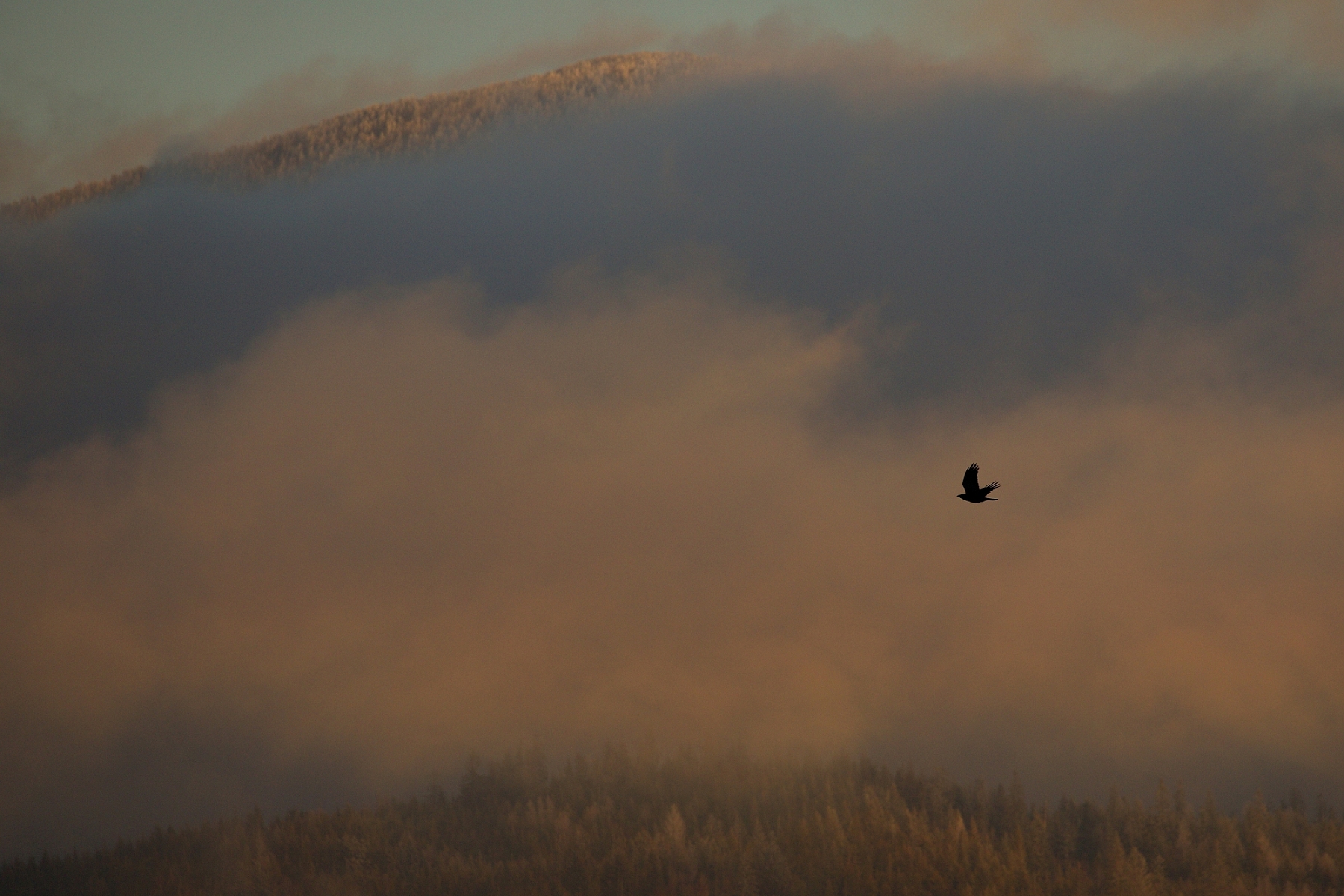 krkavec čierny (Corvus corax), Orava, Slovensko (1)