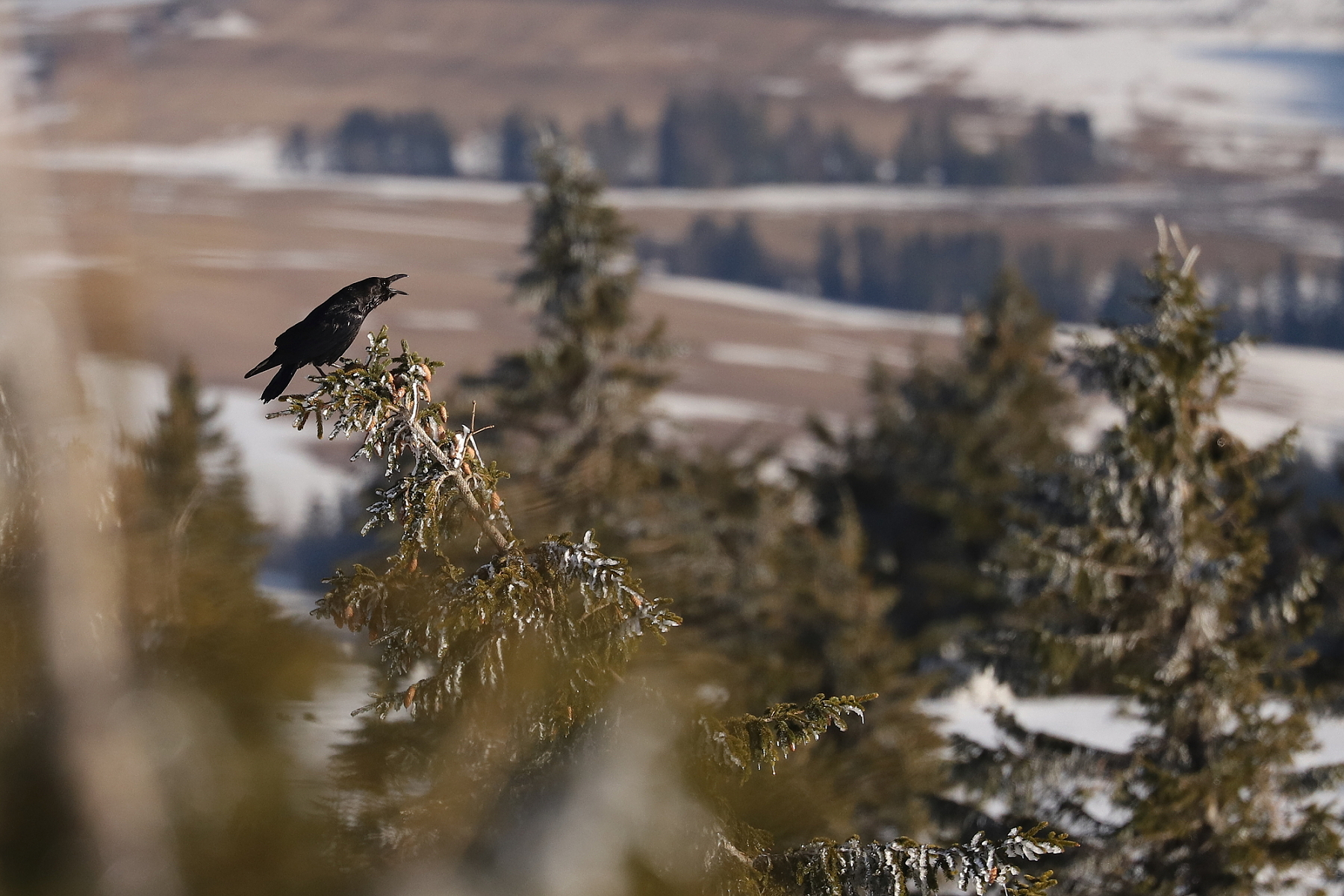 krkavec čierny (Corvus corax), Orava, Slovensko