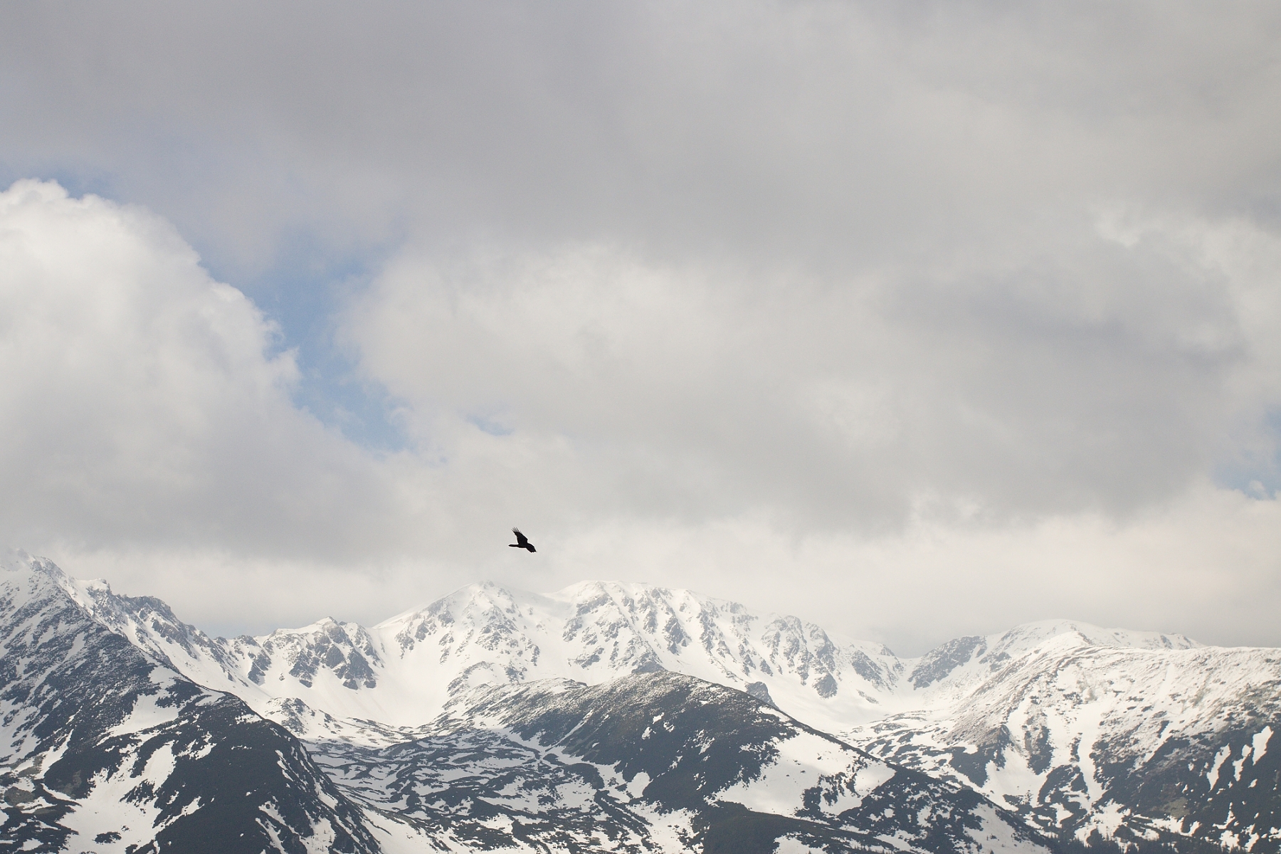 krkavec čierny (Corvus corax), Západné Tatry, Slovensko