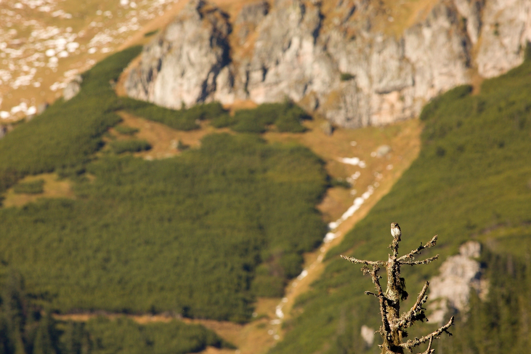 kuvičok vrabčí (Glaucidium passerinum), Belianske Tatry, Slovensko (1)