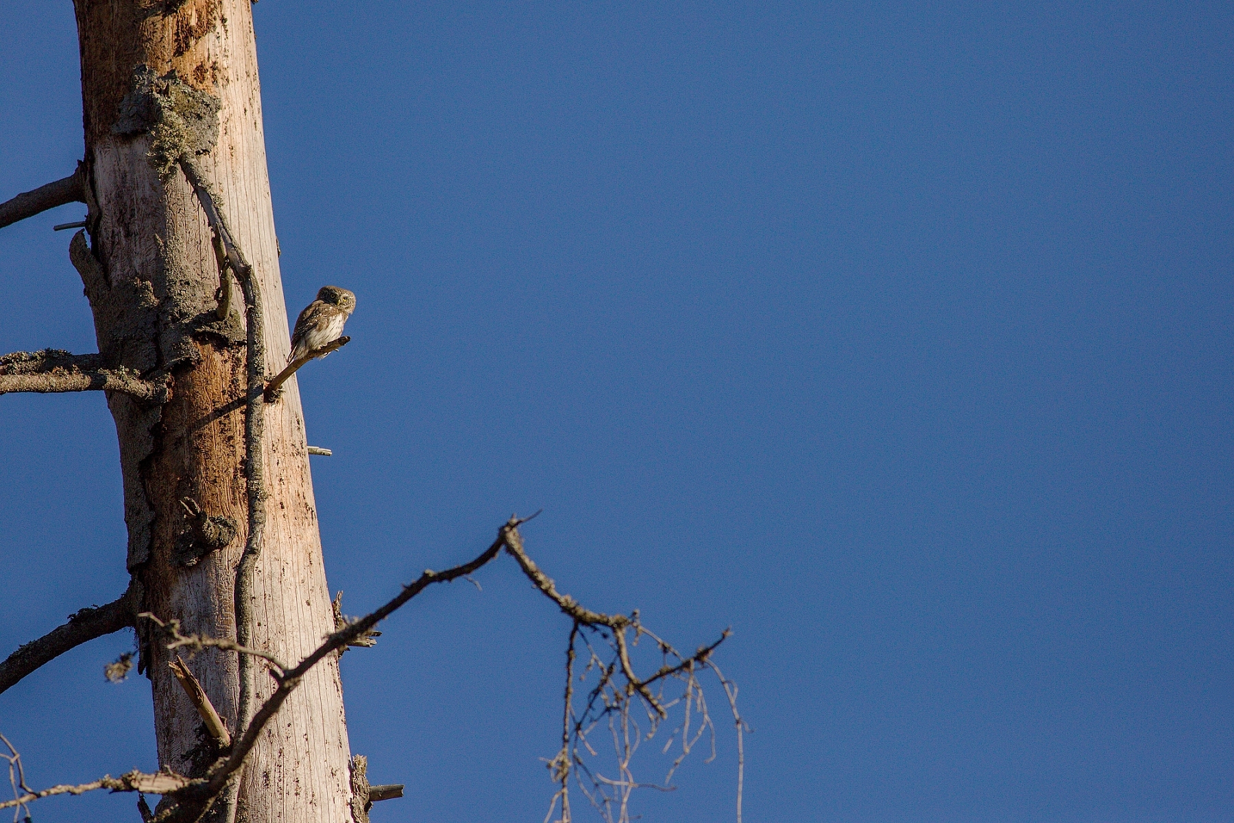 kuvičok vrabčí (Glaucidium passerinum), Belianske Tatry, Slovensko (2)