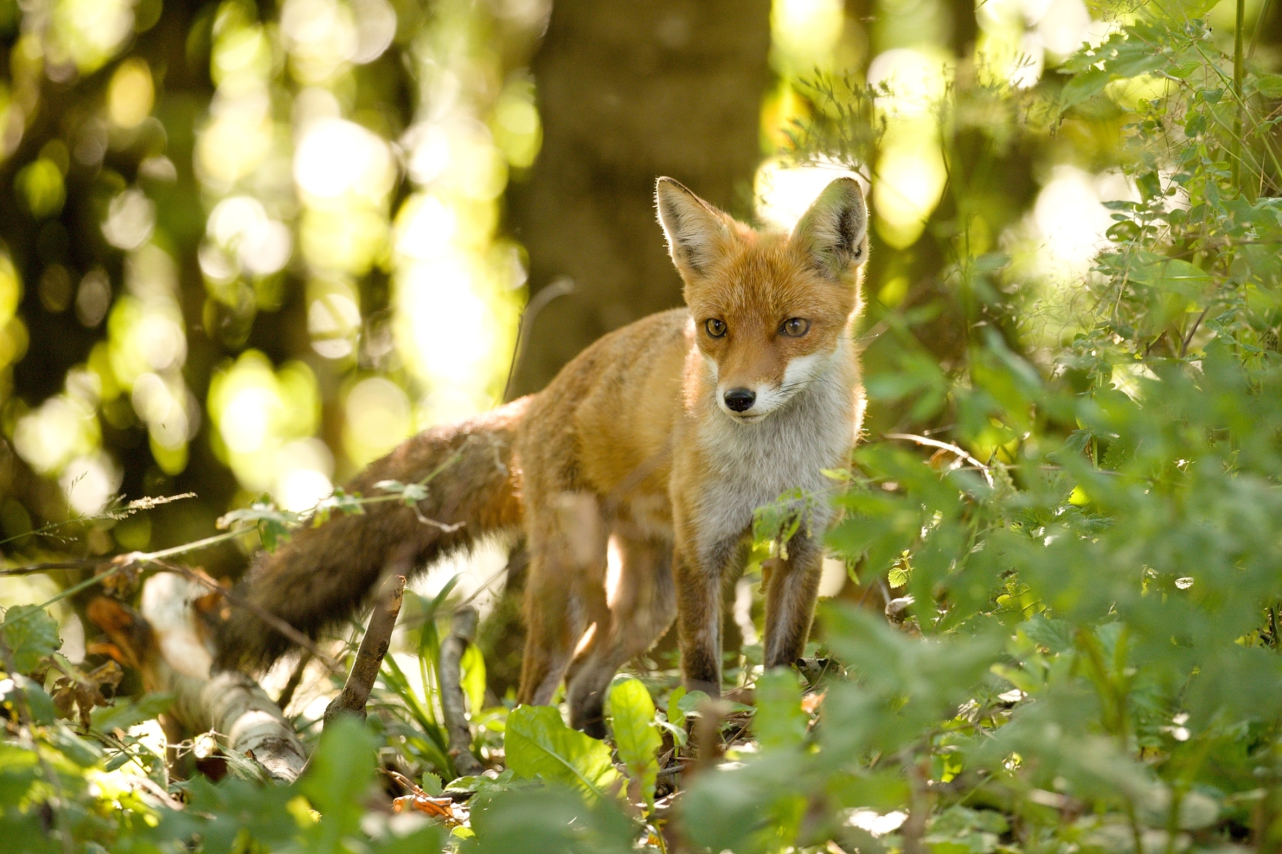 líška hrdzavá (Vulpes vulpes), Muránska planina, Slovensko (1)