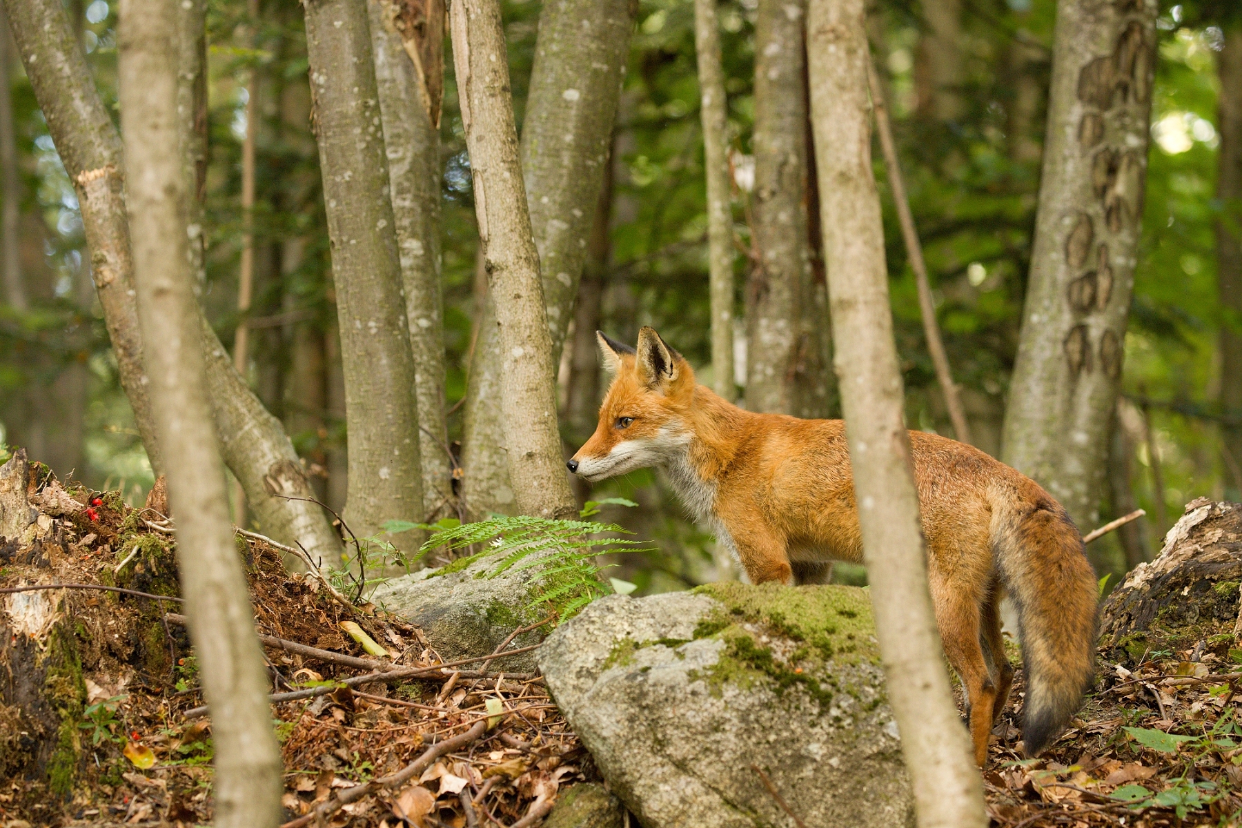 líška hrdzavá (Vulpes vulpes), Muránska planina, Slovensko (4)