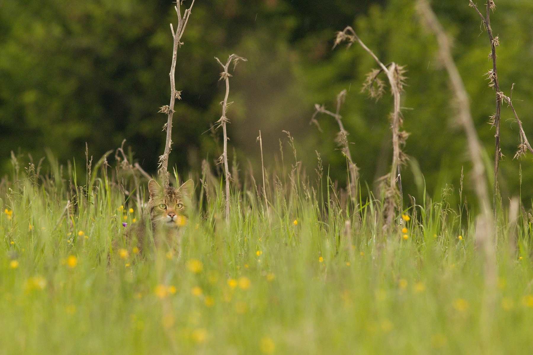mačka divá (Felis silvestris), Malá Fatra, Slovensko