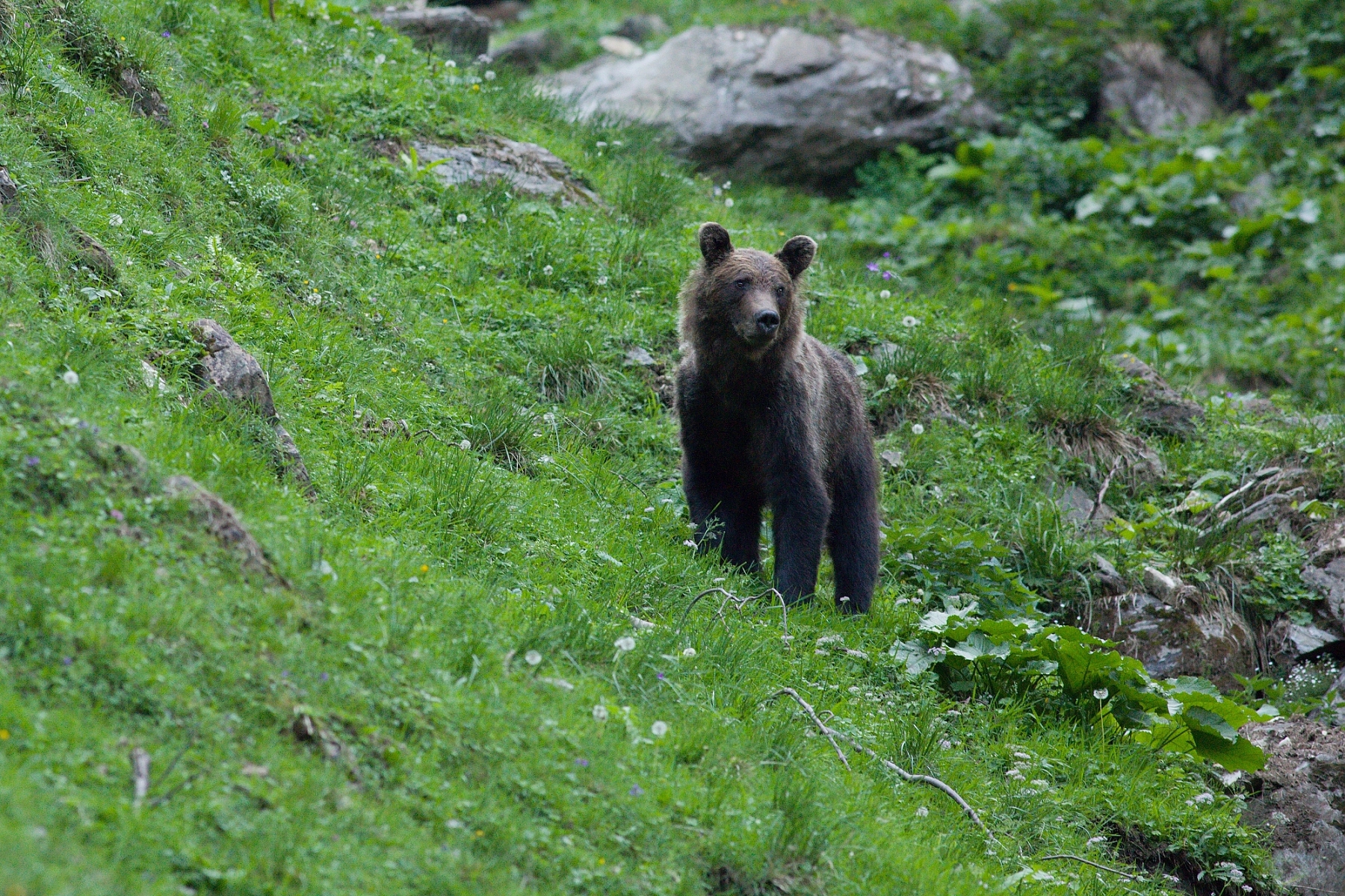medveď hnedý (Ursus arctos), Fagaraš, Rumunsko (1)
