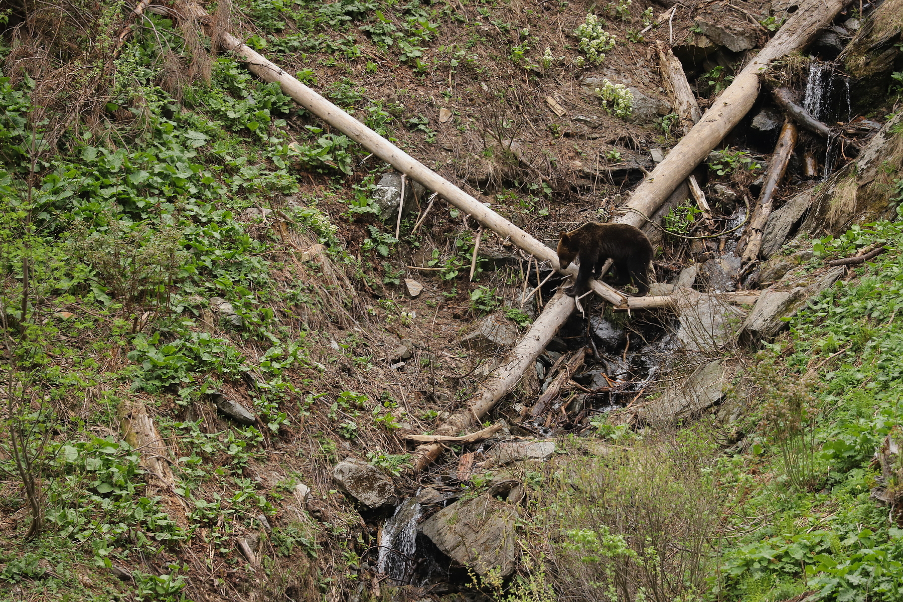 medveď hnedý (Ursus arctos), Fagaraš, Rumunsko (10)