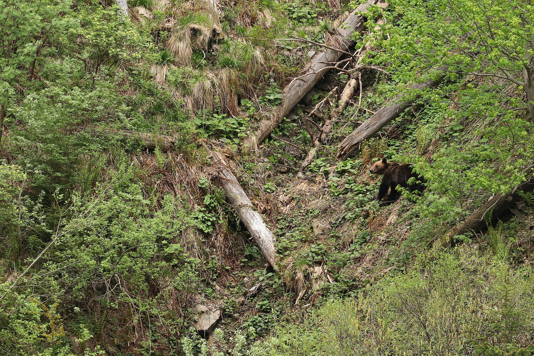 medveď hnedý (Ursus arctos), Fagaraš, Rumunsko (11)