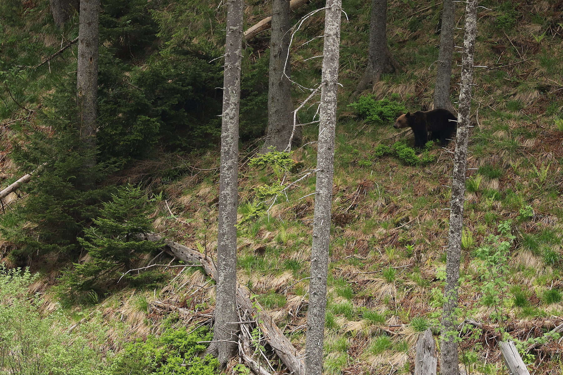 medveď hnedý (Ursus arctos), Fagaraš, Rumunsko (12)