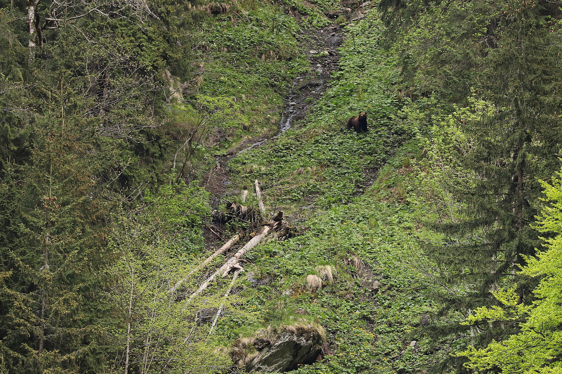 medveď hnedý (Ursus arctos), Fagaraš, Rumunsko (13)