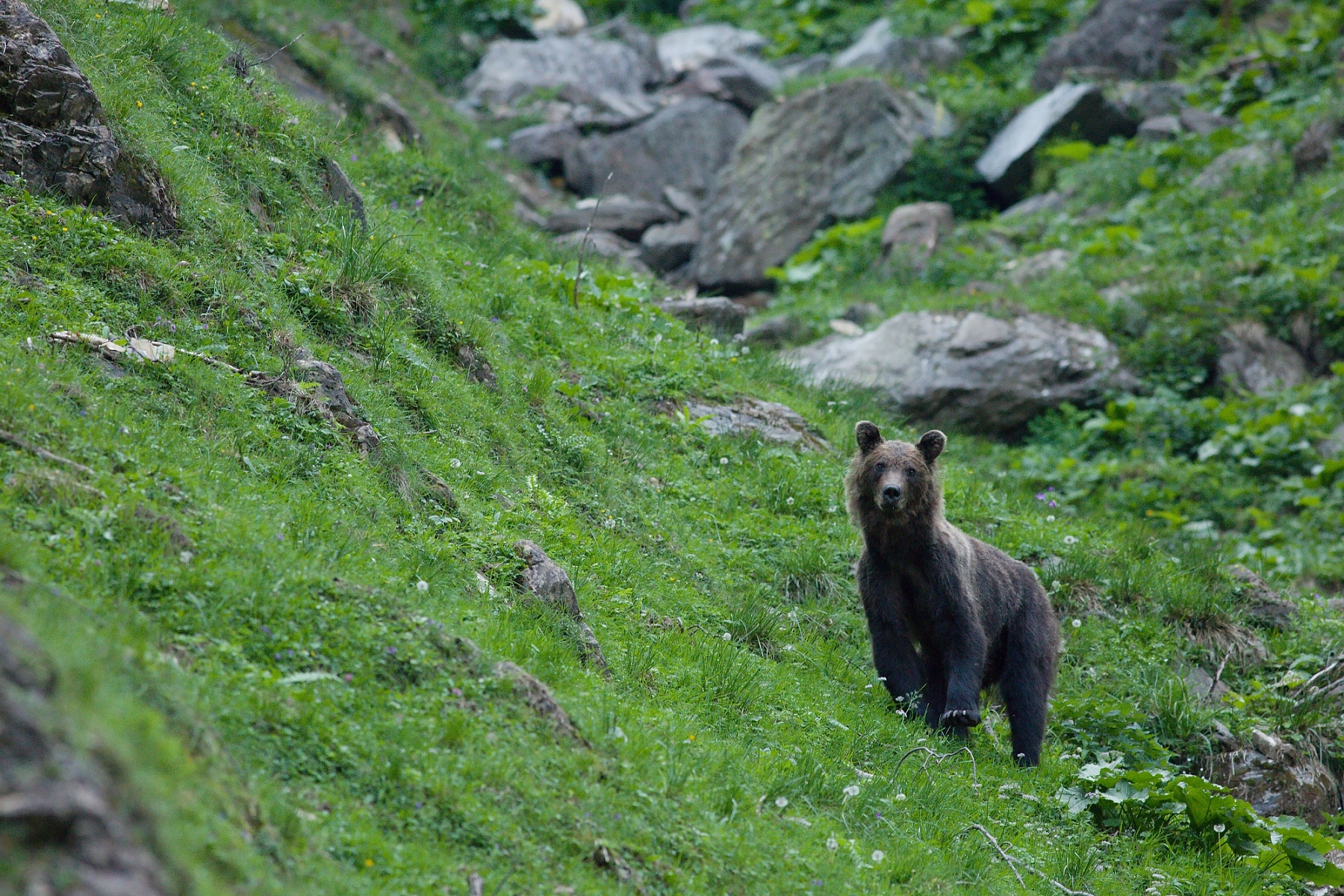 medveď hnedý (Ursus arctos), Fagaraš, Rumunsko (2)