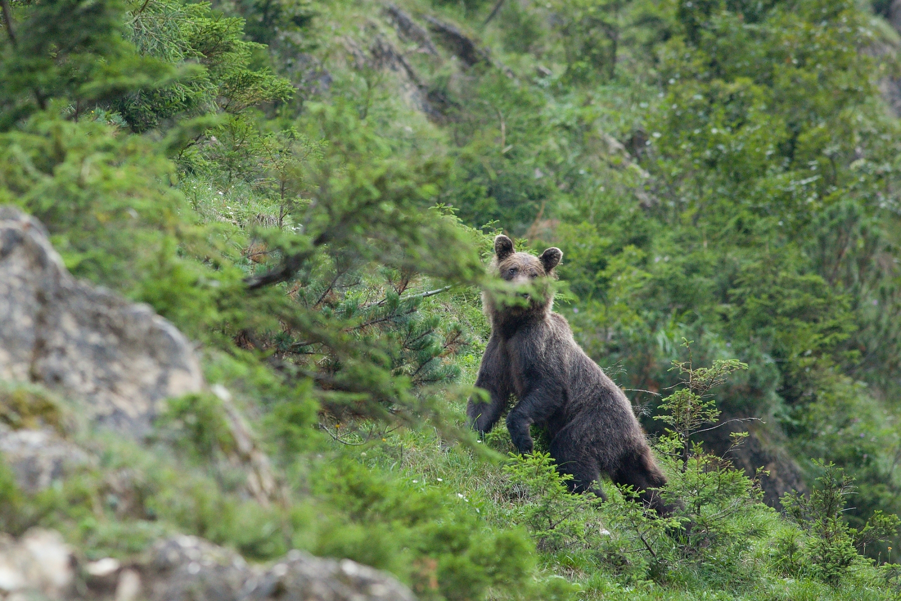medveď hnedý (Ursus arctos), Fagaraš, Rumunsko (3)