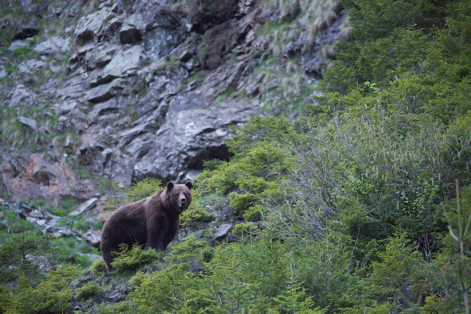 medveď hnedý (Ursus arctos), Fagaraš, Rumunsko (5)