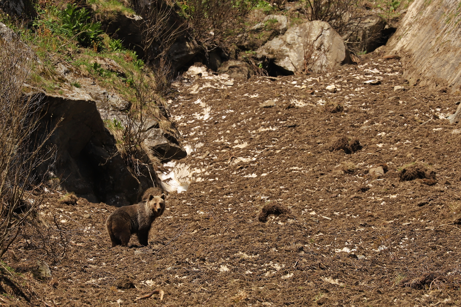 medveď hnedý (Ursus arctos), Fagaraš, Rumunsko (7)