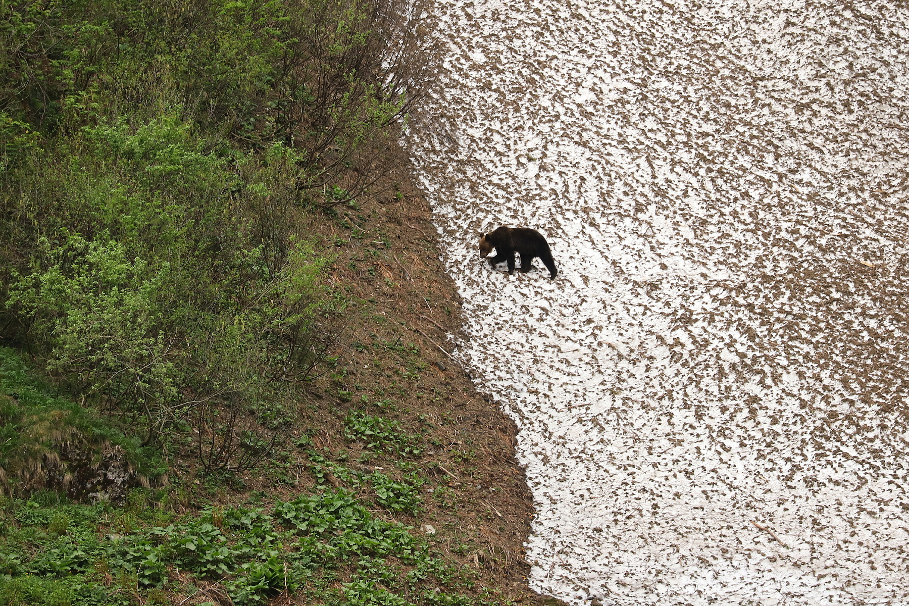 medveď hnedý (Ursus arctos), Fagaraš, Rumunsko (8)