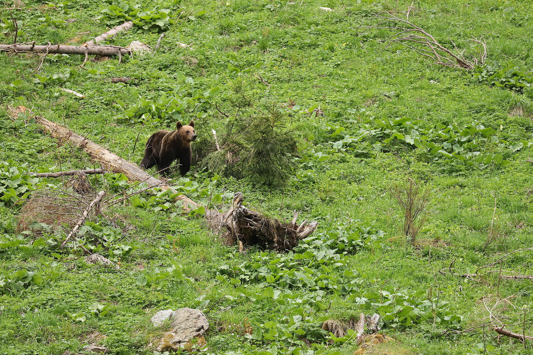 medveď hnedý (Ursus arctos), Fagaraš, Rumunsko (9)