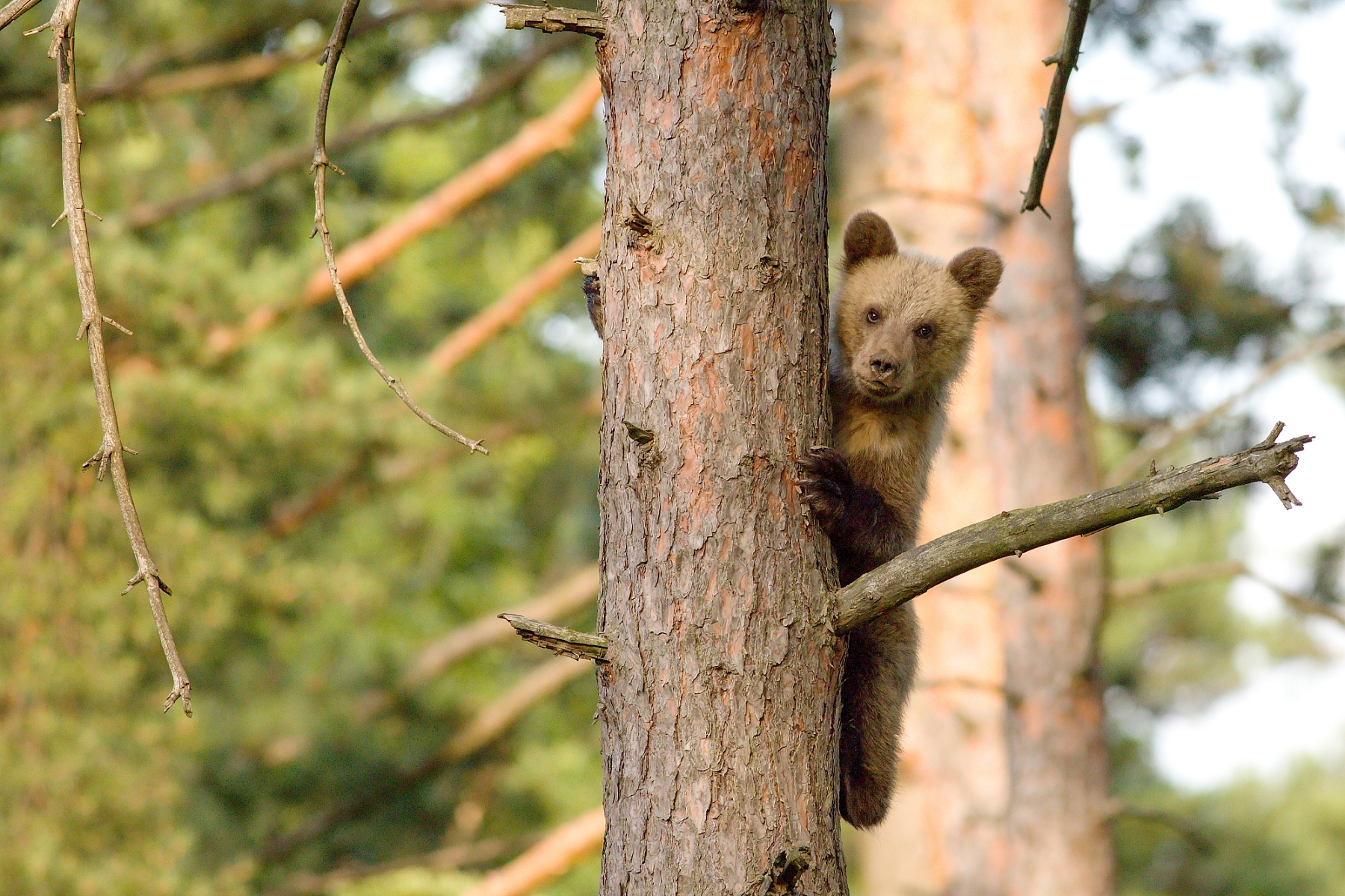 medveď hnedý (Ursus arctos), Malá Fatra, Slovensko (2)