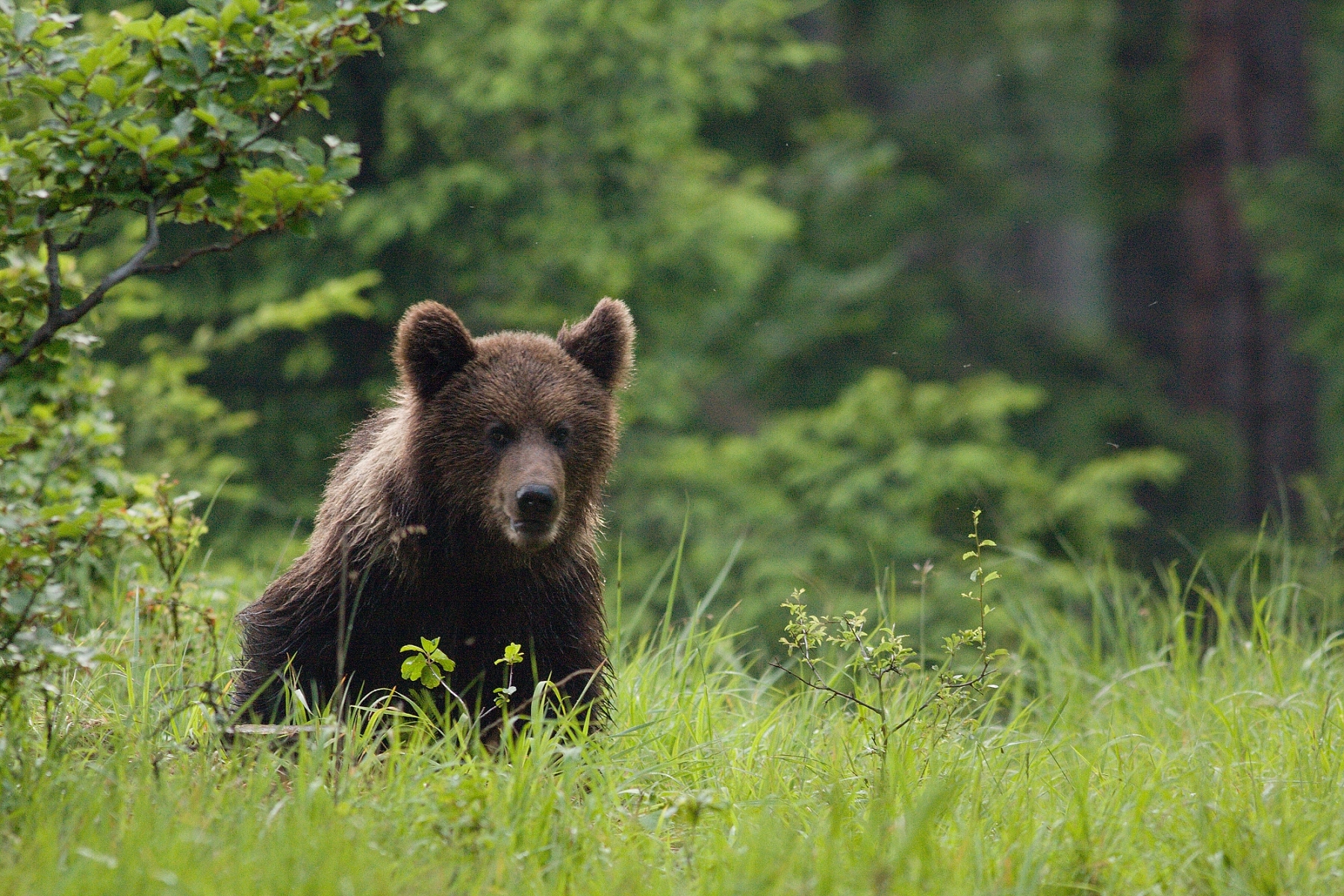 medveď hnedý (Ursus arctos), Malá Fatra, Slovensko (4)