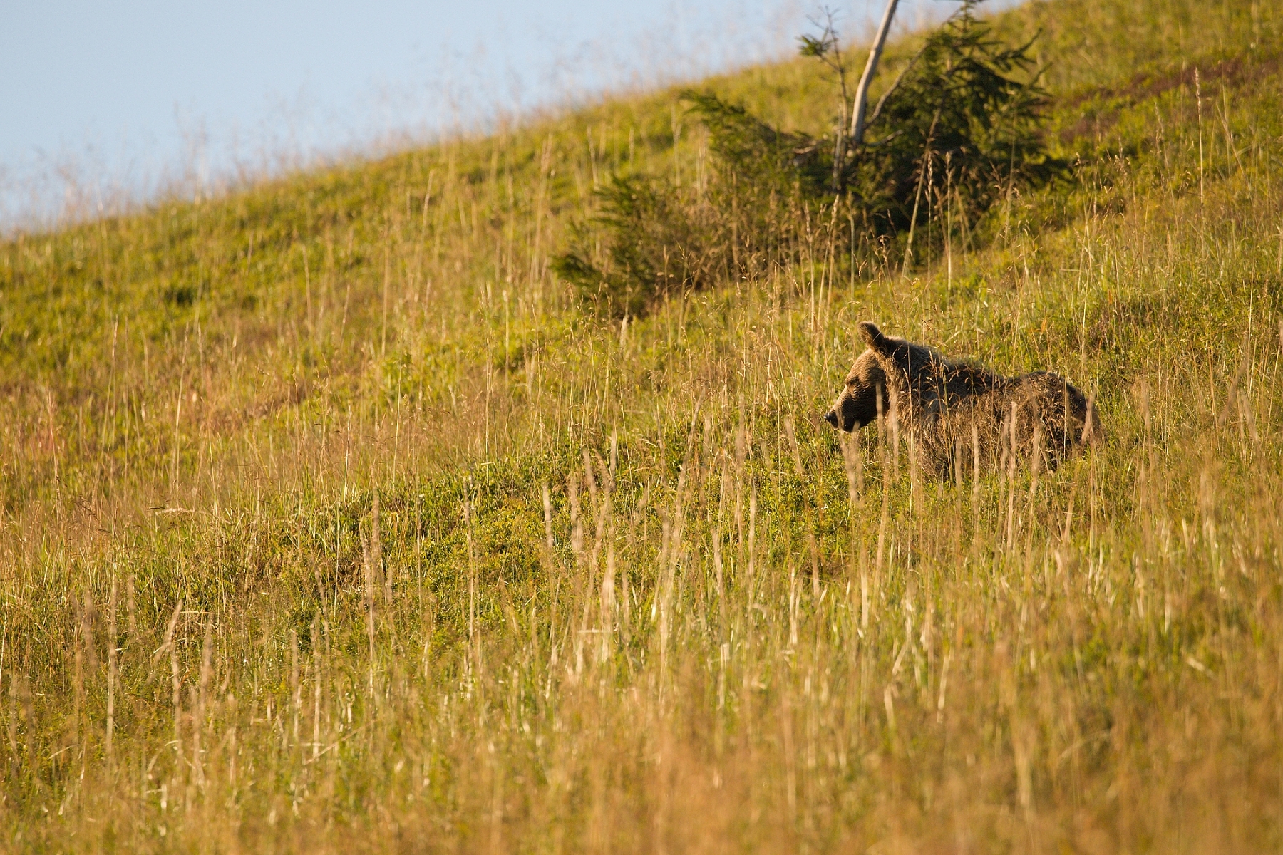 medveď hnedý (Ursus arctos), Veľká Fatra, Slovensko (3)