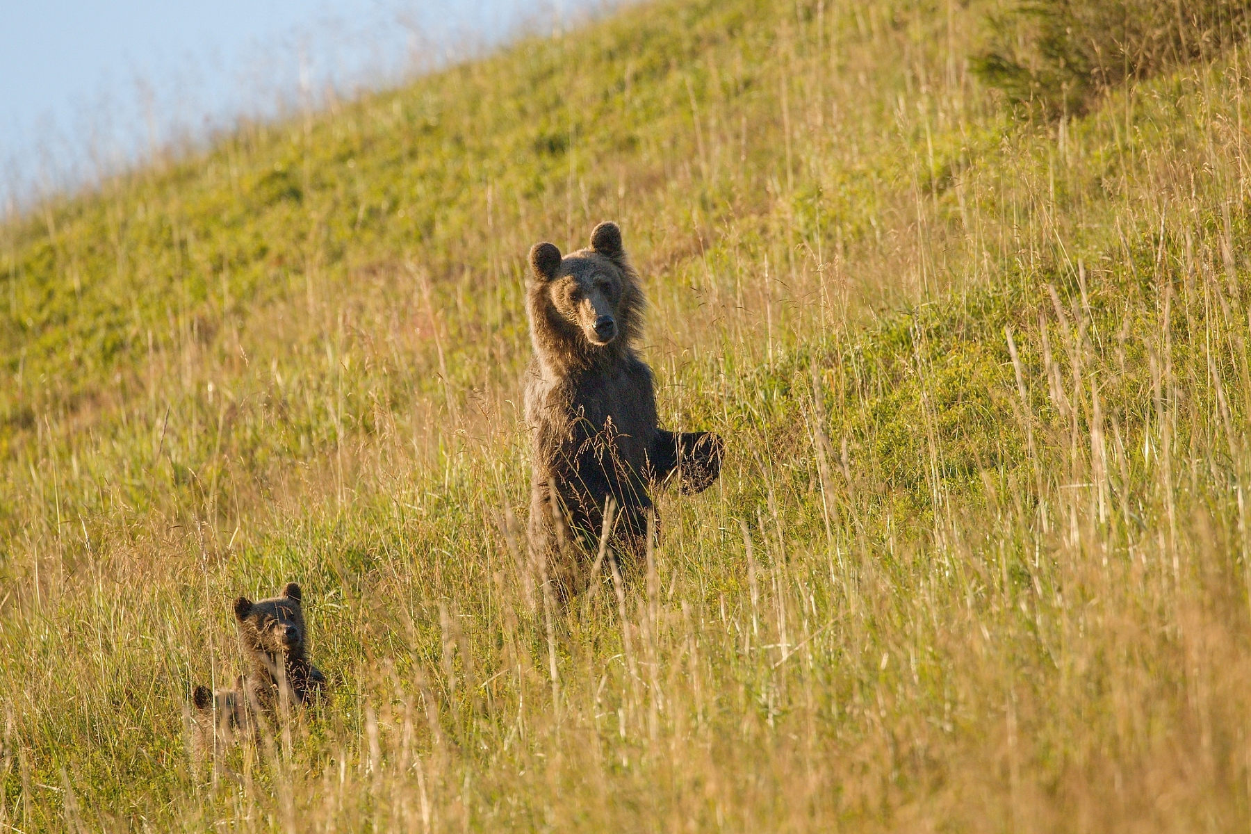 medveď hnedý (Ursus arctos), Veľká Fatra, Slovensko (4)