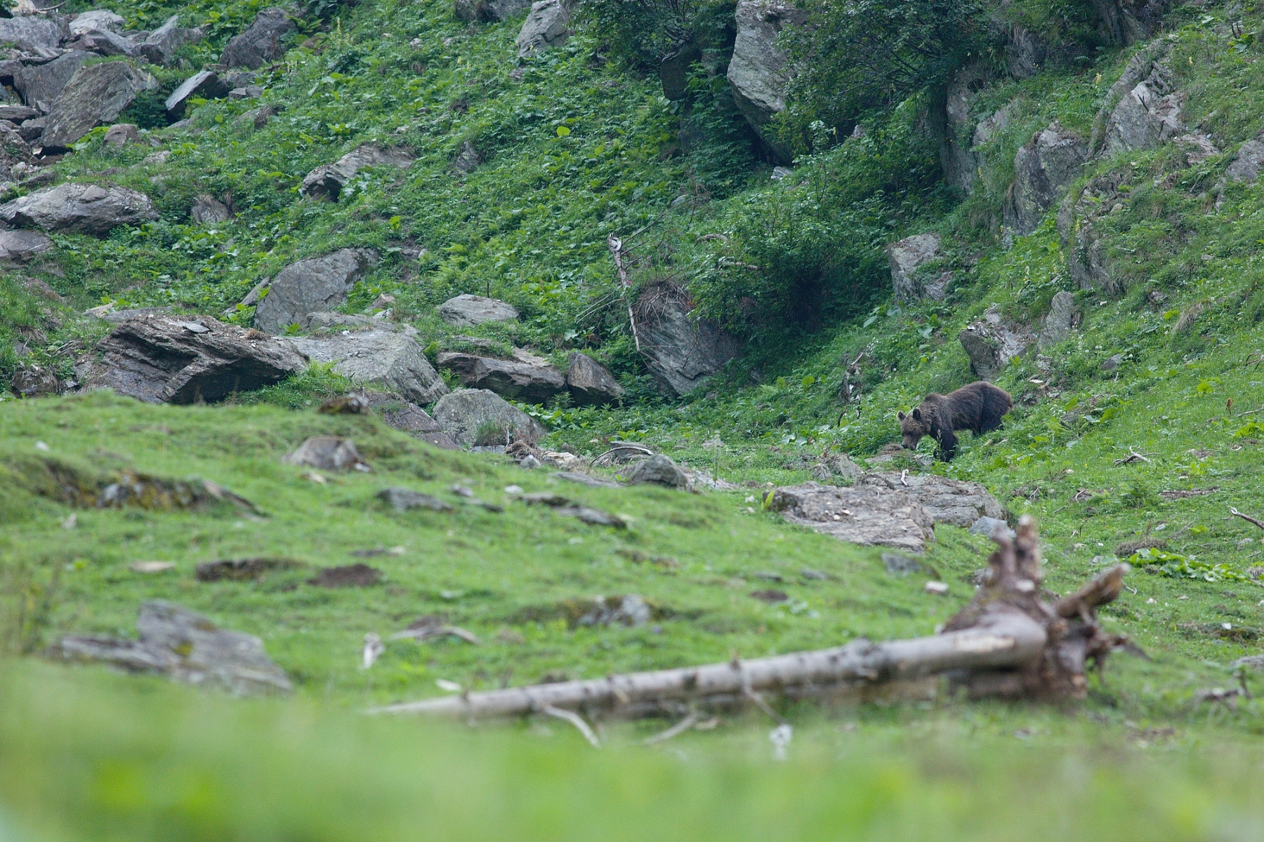 medveď hnedý (Ursus arctos), Fagaraš, Rumunsko