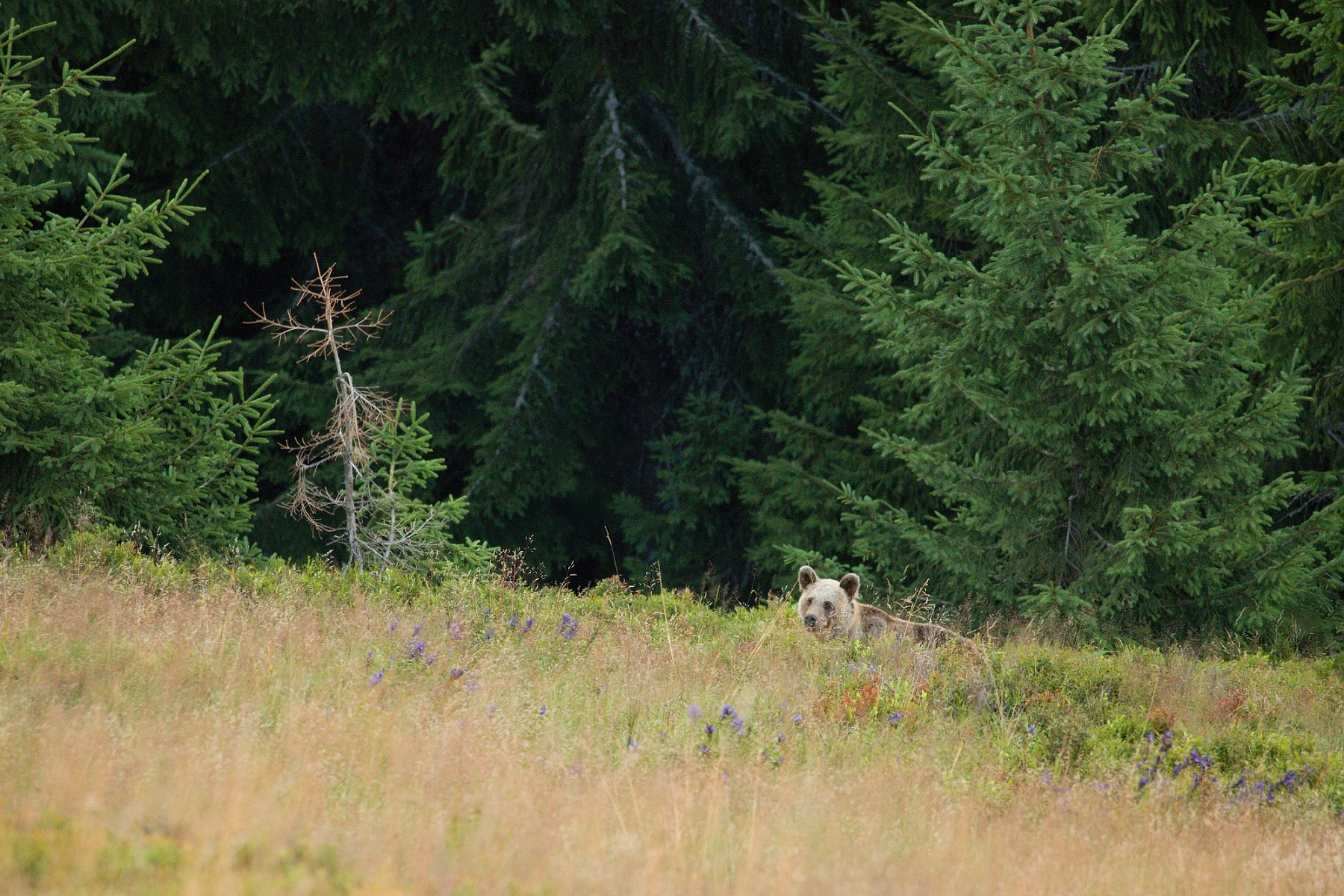 medveď hnedý (Ursus arctos), Veľká Fatra, Slovensko (1)