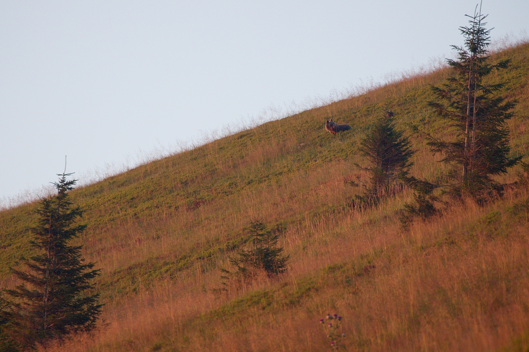 medveď hnedý (Ursus arctos), Veľká Fatra, Slovensko (2)