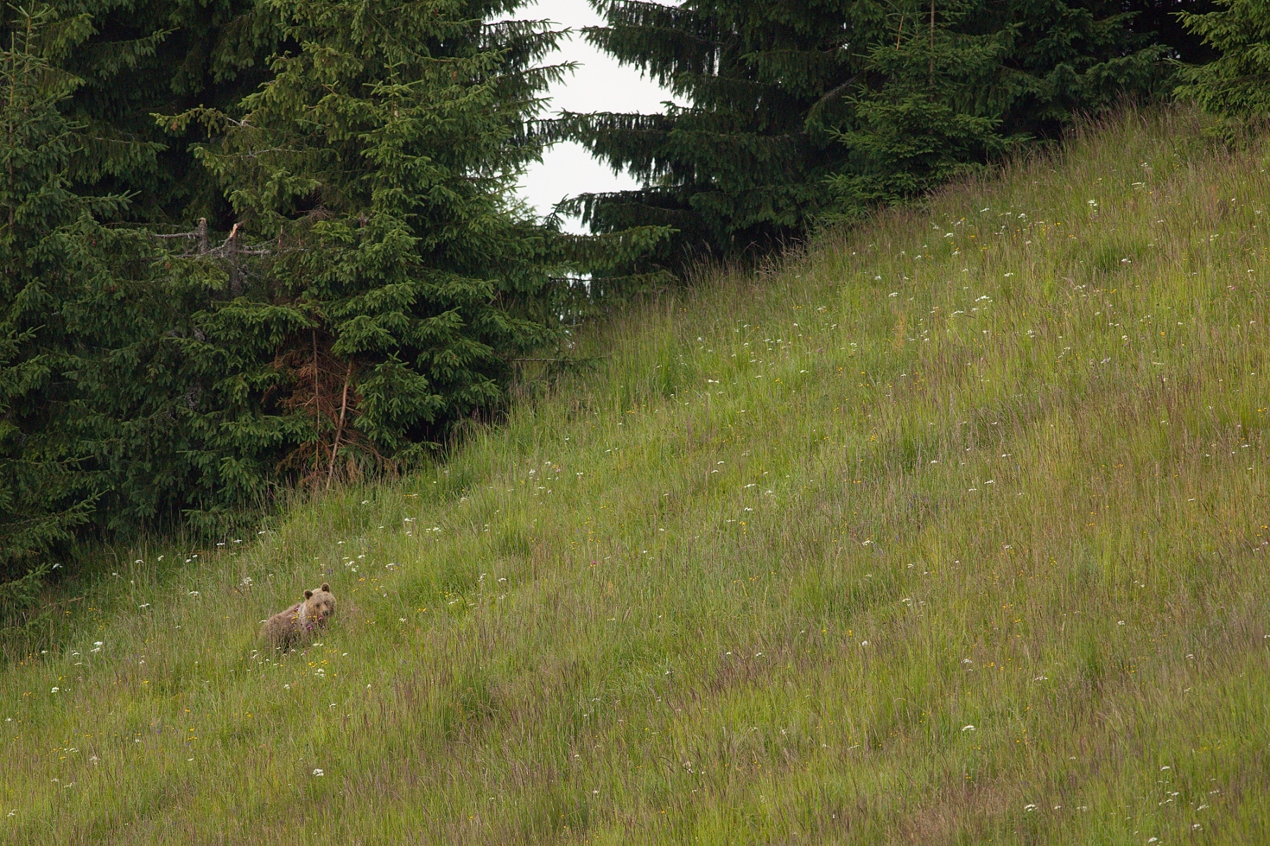 medveď hnedý (Ursus arctos), Veľká Fatra, Slovensko (4)