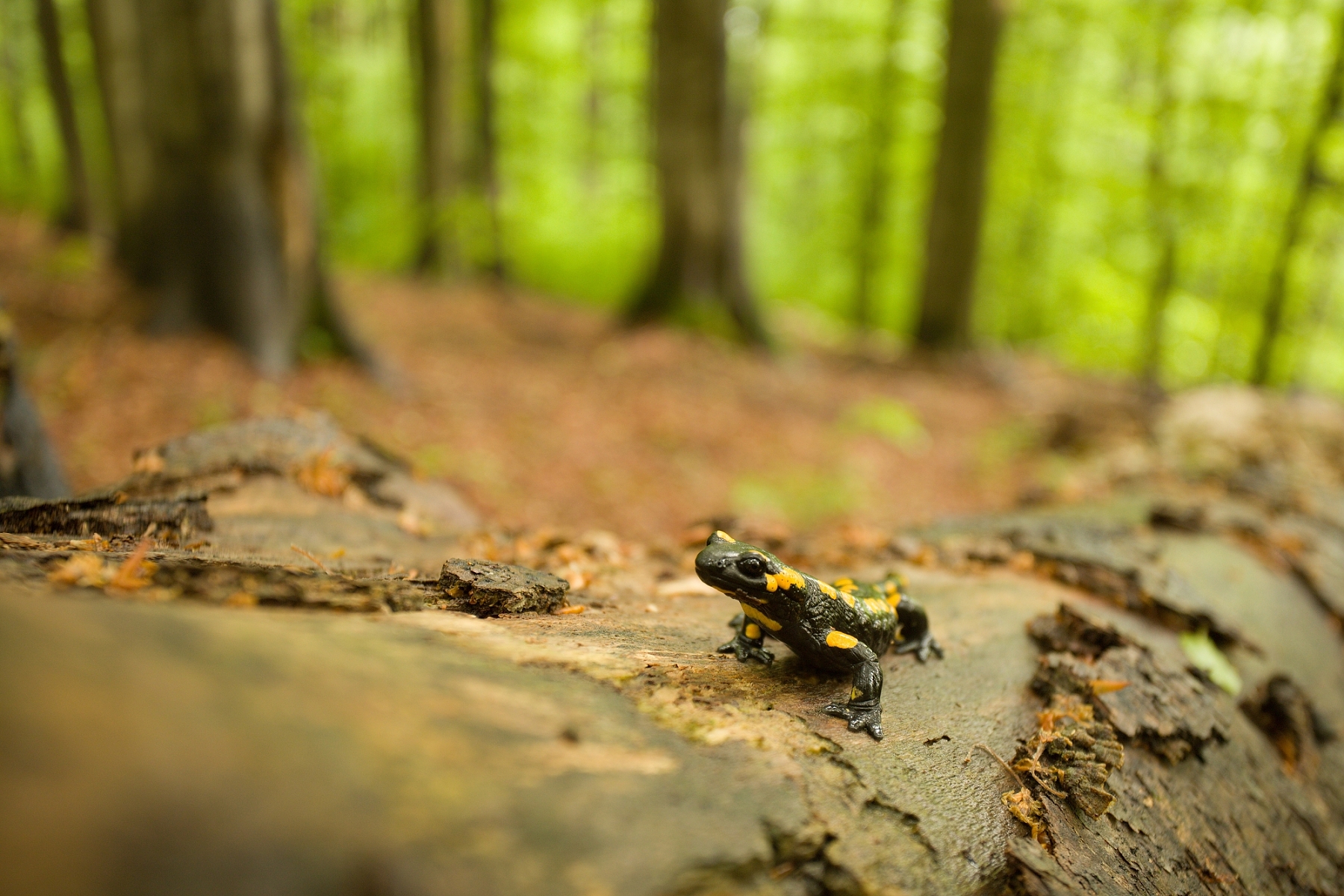 salamandra škvrnitá (Salamandra salamandra), Poloniny, Slovensko (1)