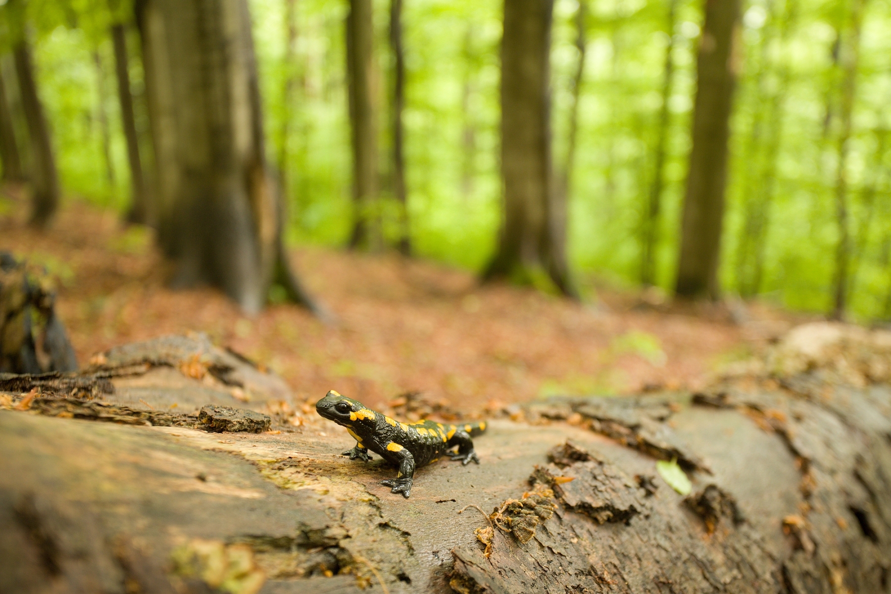 salamandra škvrnitá (Salamandra salamandra), Poloniny, Slovensko (2)