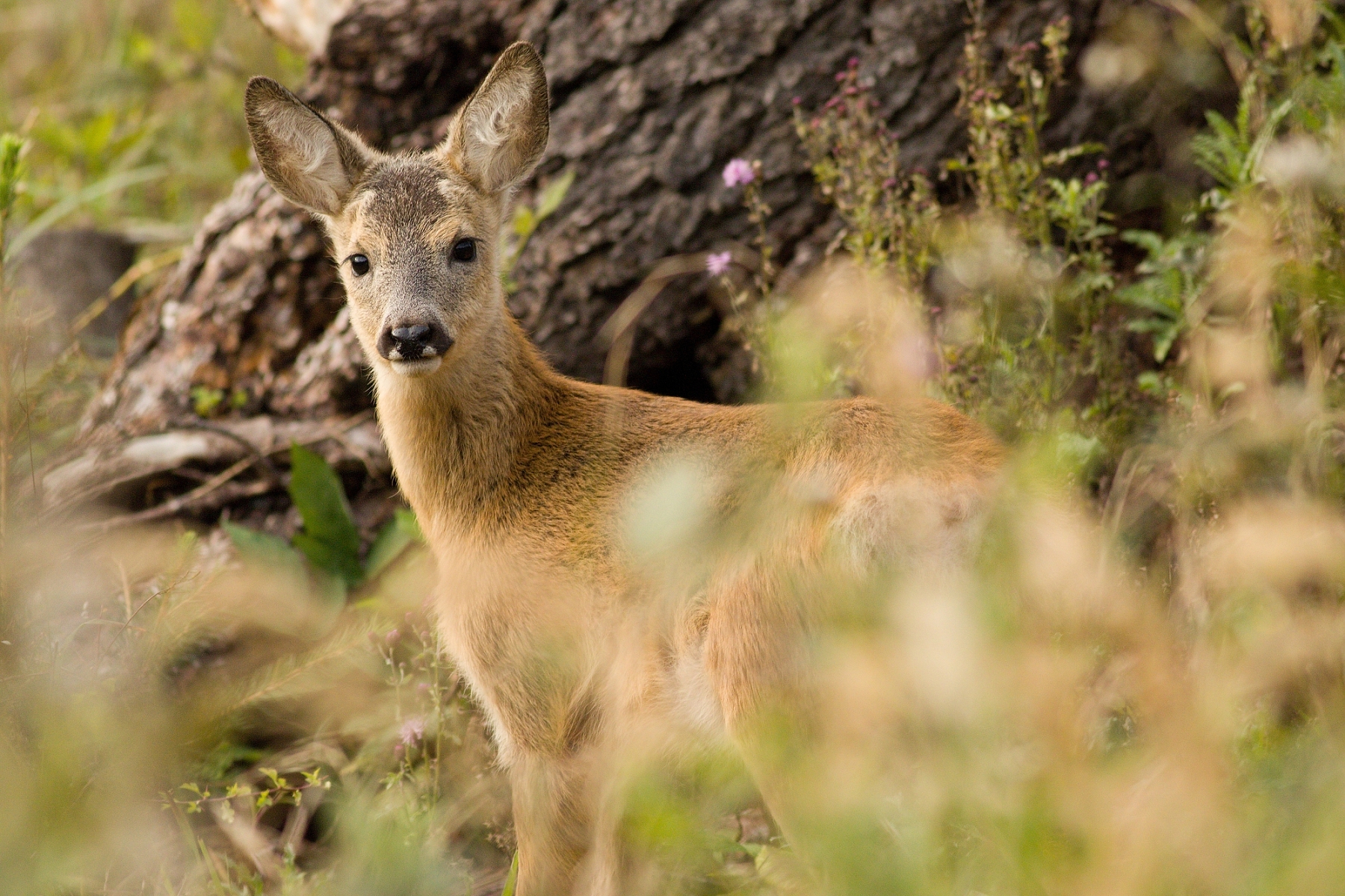 srnec lesný (Capreolus capreolus), Malá Fatra, Slovensko (1)