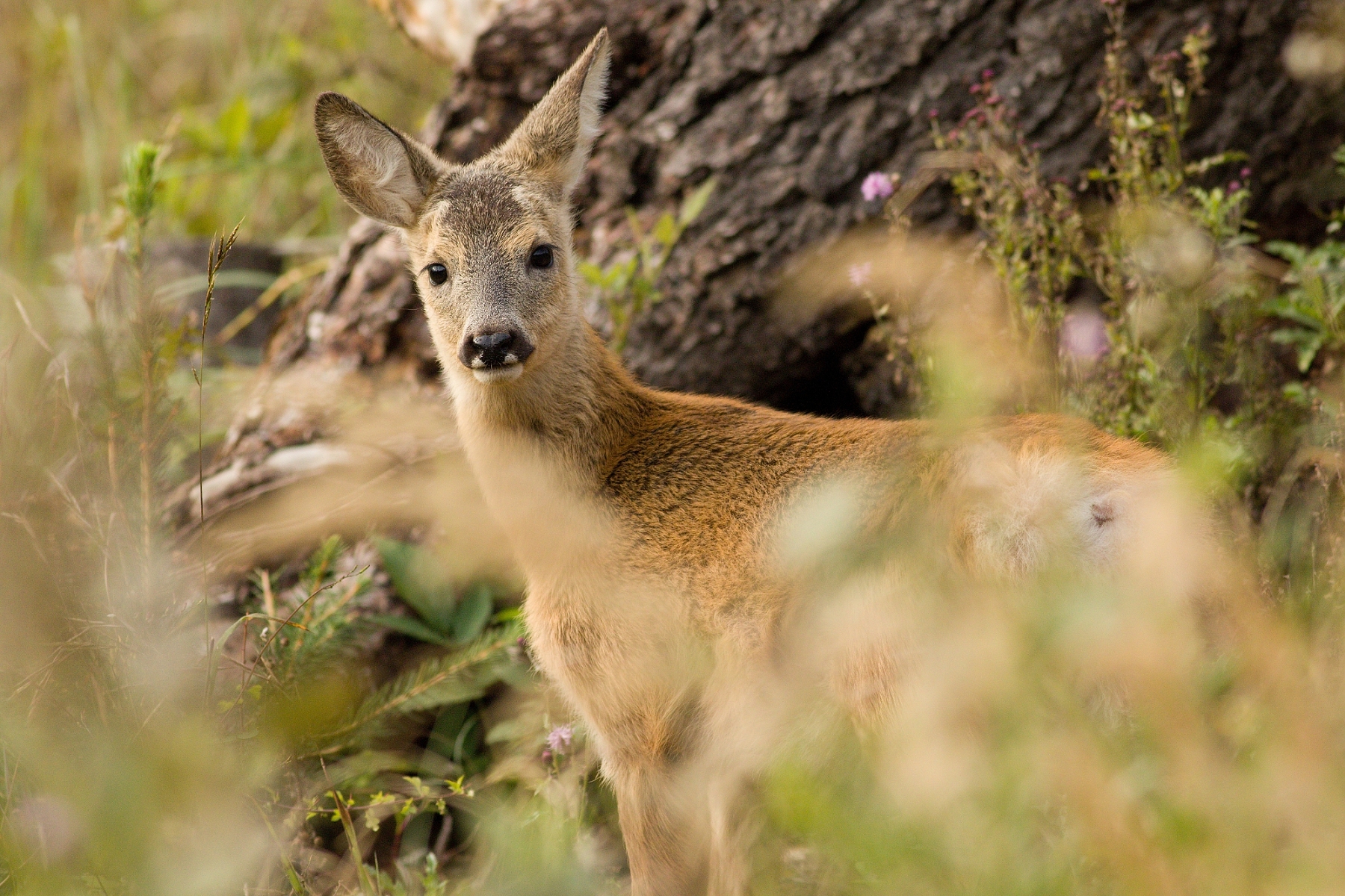 srnec lesný (Capreolus capreolus), Malá Fatra, Slovensko (2)