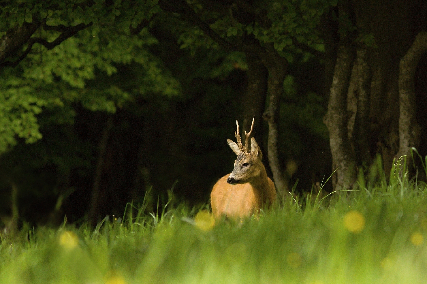 srnec lesný (Capreolus capreolus), Malá Fatra, Slovensko (3)