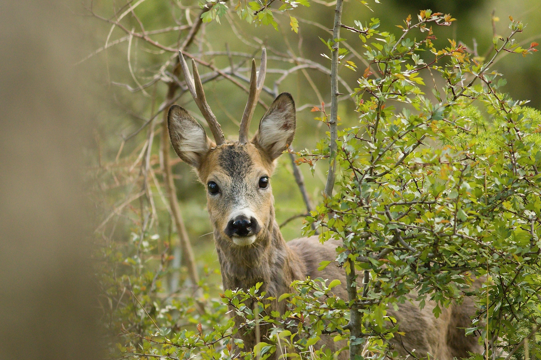 srnec lesný (Capreolus capreolus), Malá Fatra, Slovensko (4)