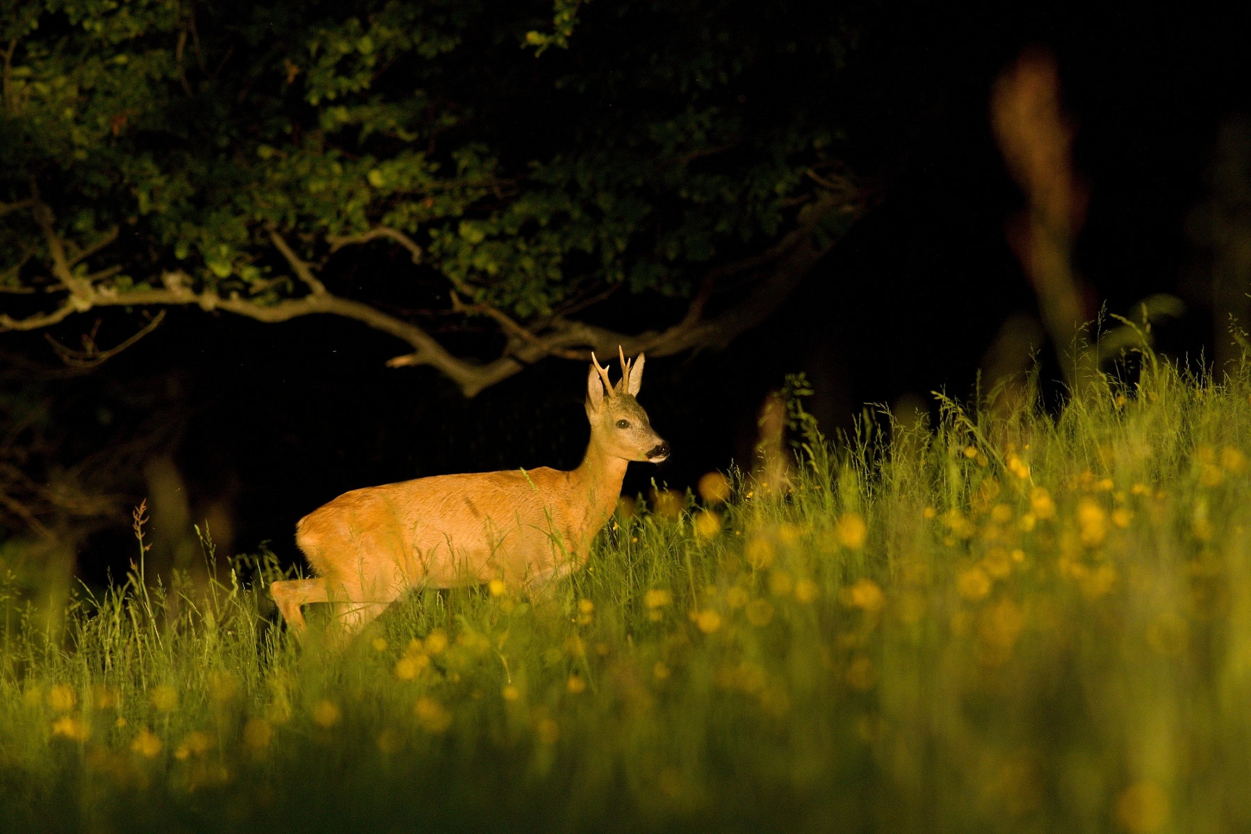 srnec lesný (Capreolus capreolus), Malá Fatra, Slovensko (5)