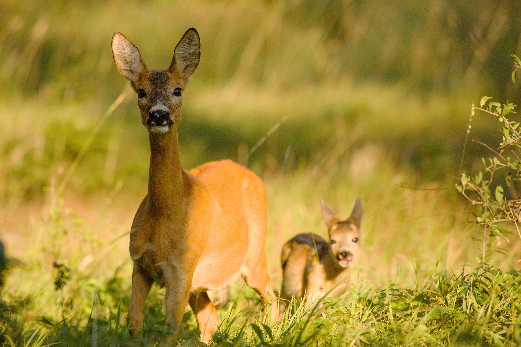 srnec lesný (Capreolus capreolus), Malá Fatra, Slovensko (7)
